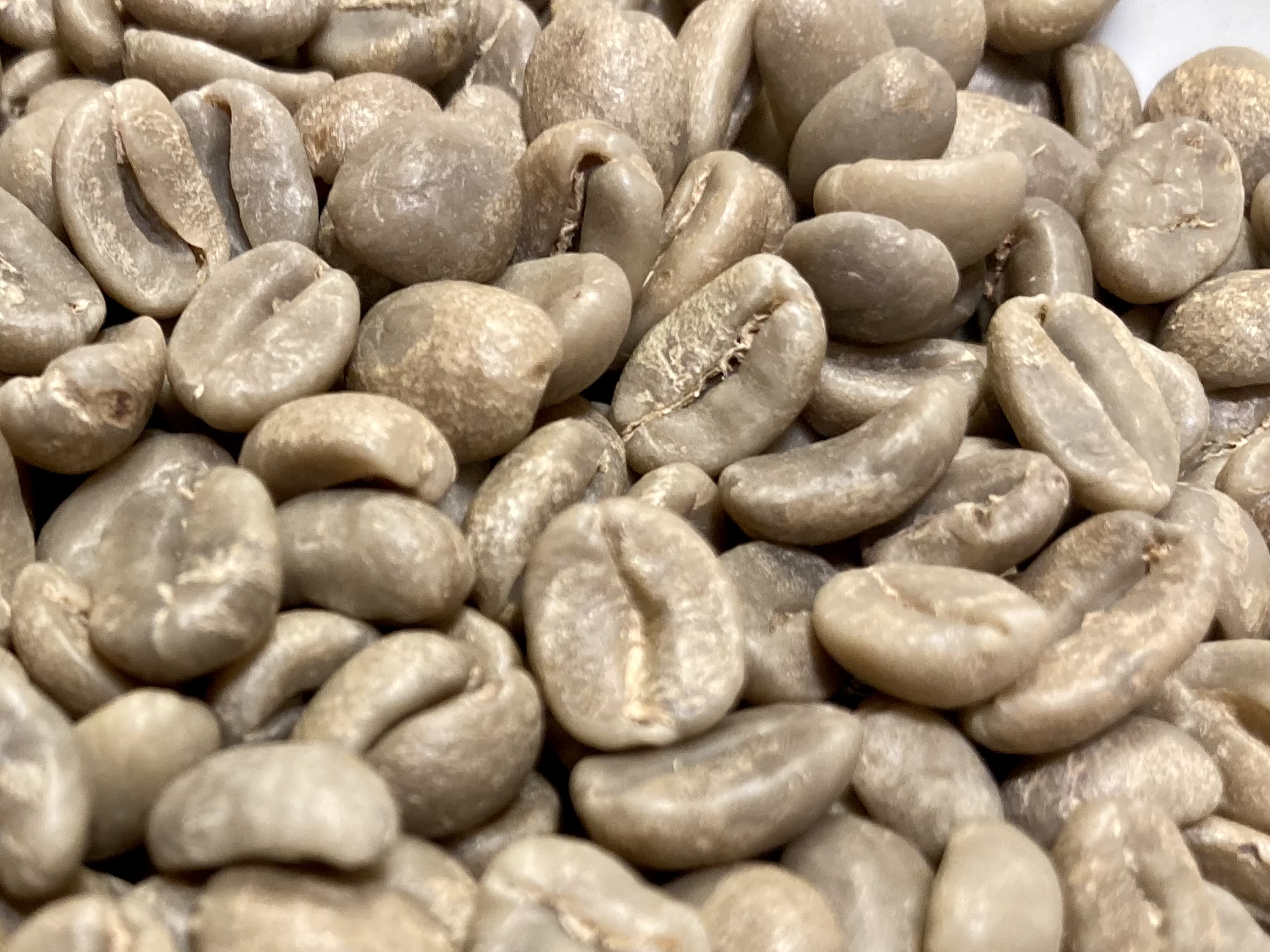 コーヒーチェリーと発酵の歴史、精製技術の軌跡