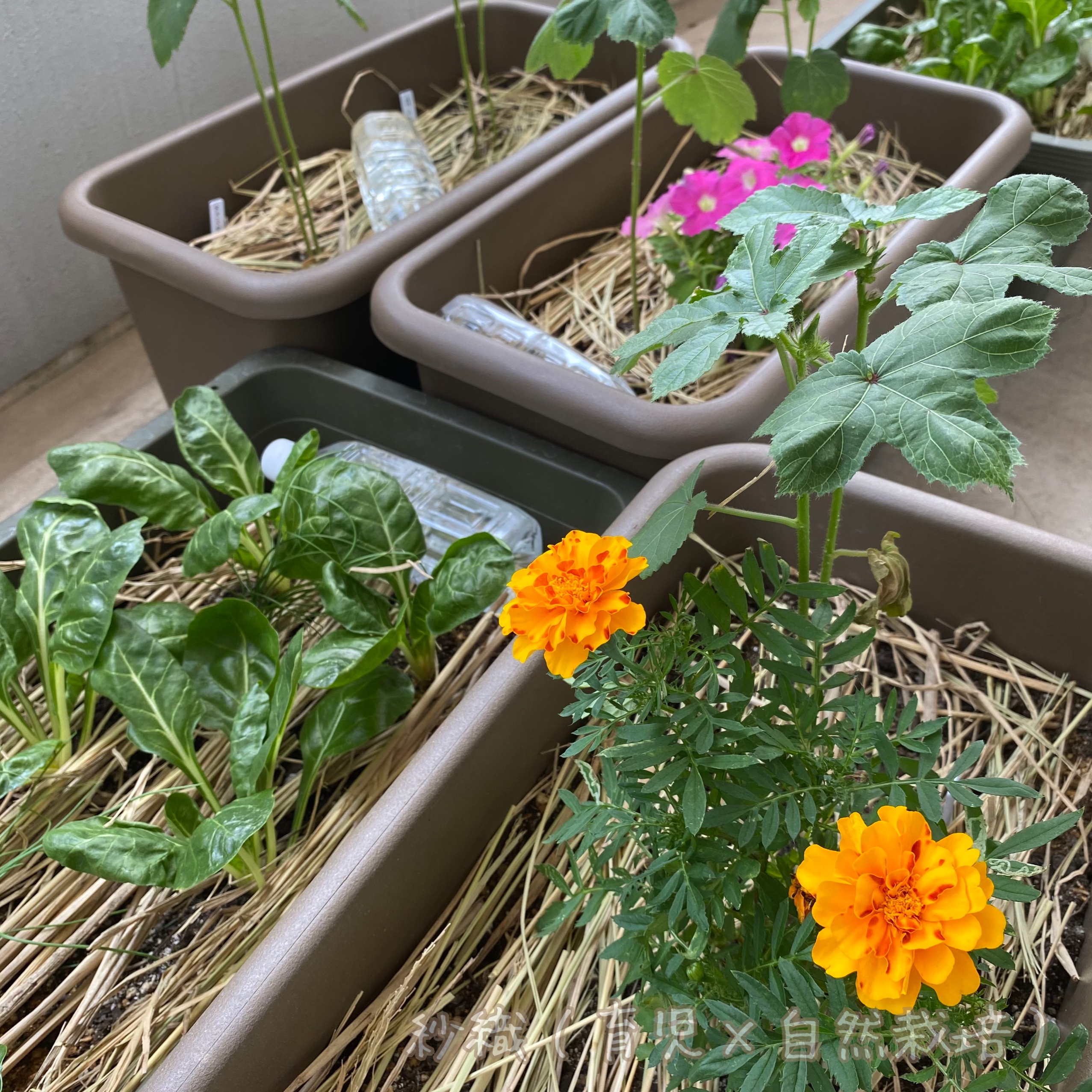 自然栽培とは、微生物を愛でることである。〜敷き藁敷きました〜