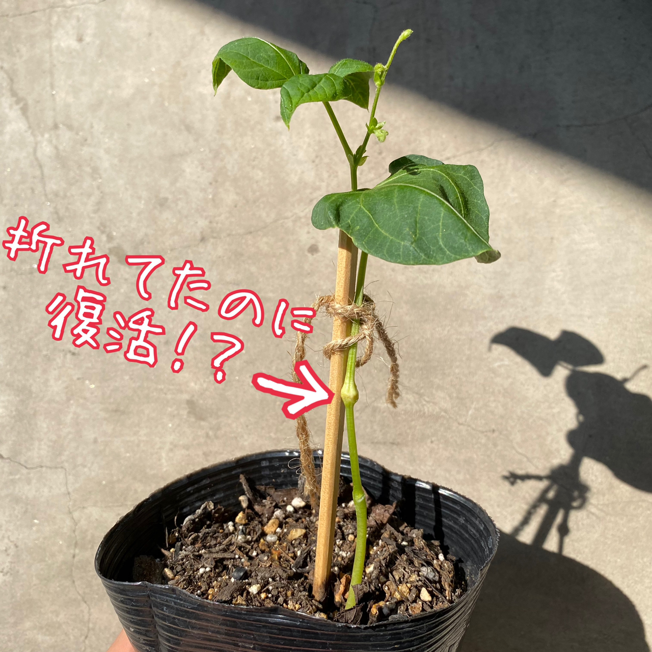 プランターで自然栽培に挑戦！固定種のインゲン豆第二弾「野菜づくりには人生の大切なことが詰まっている」