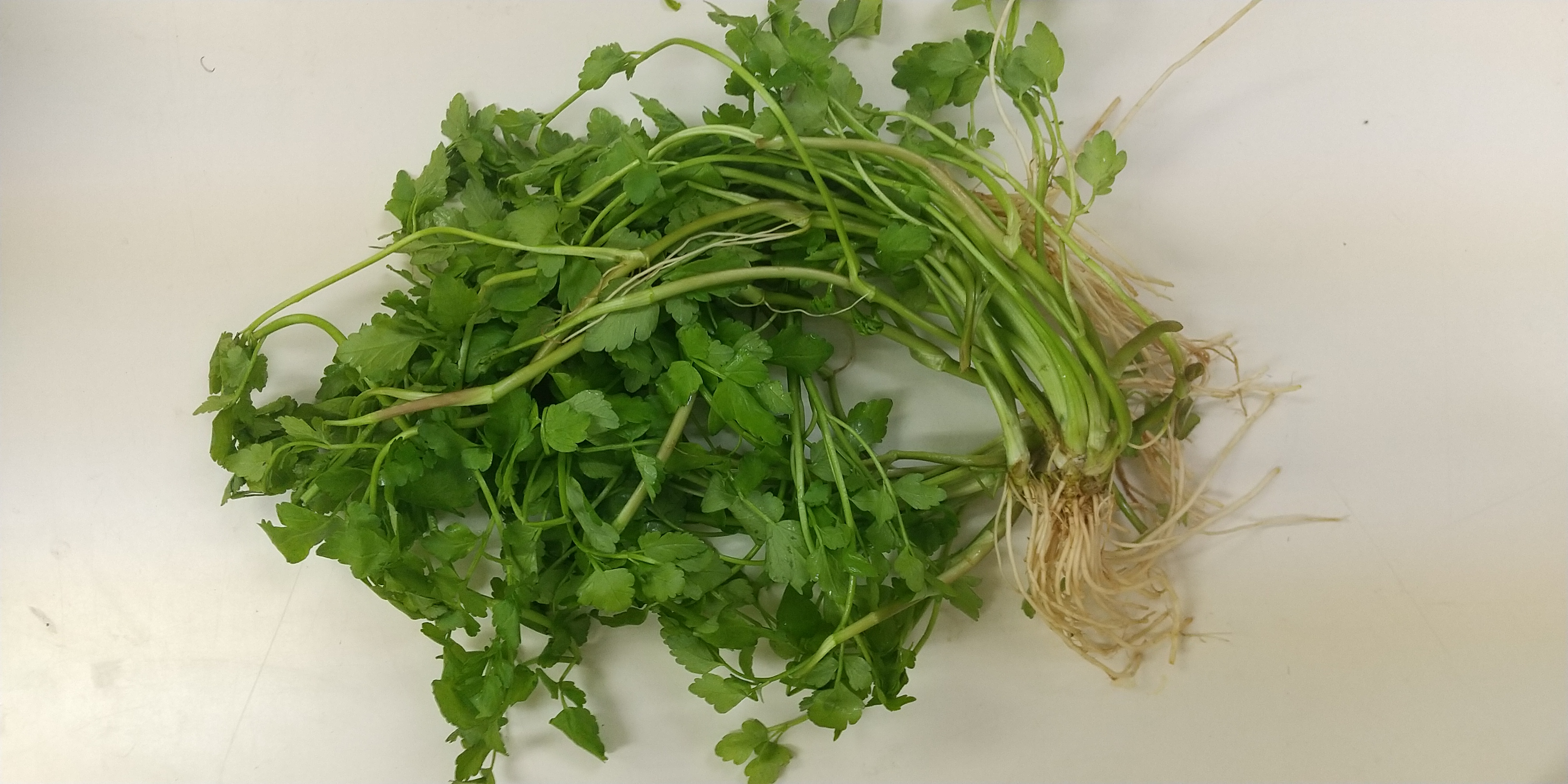 天然山菜です。