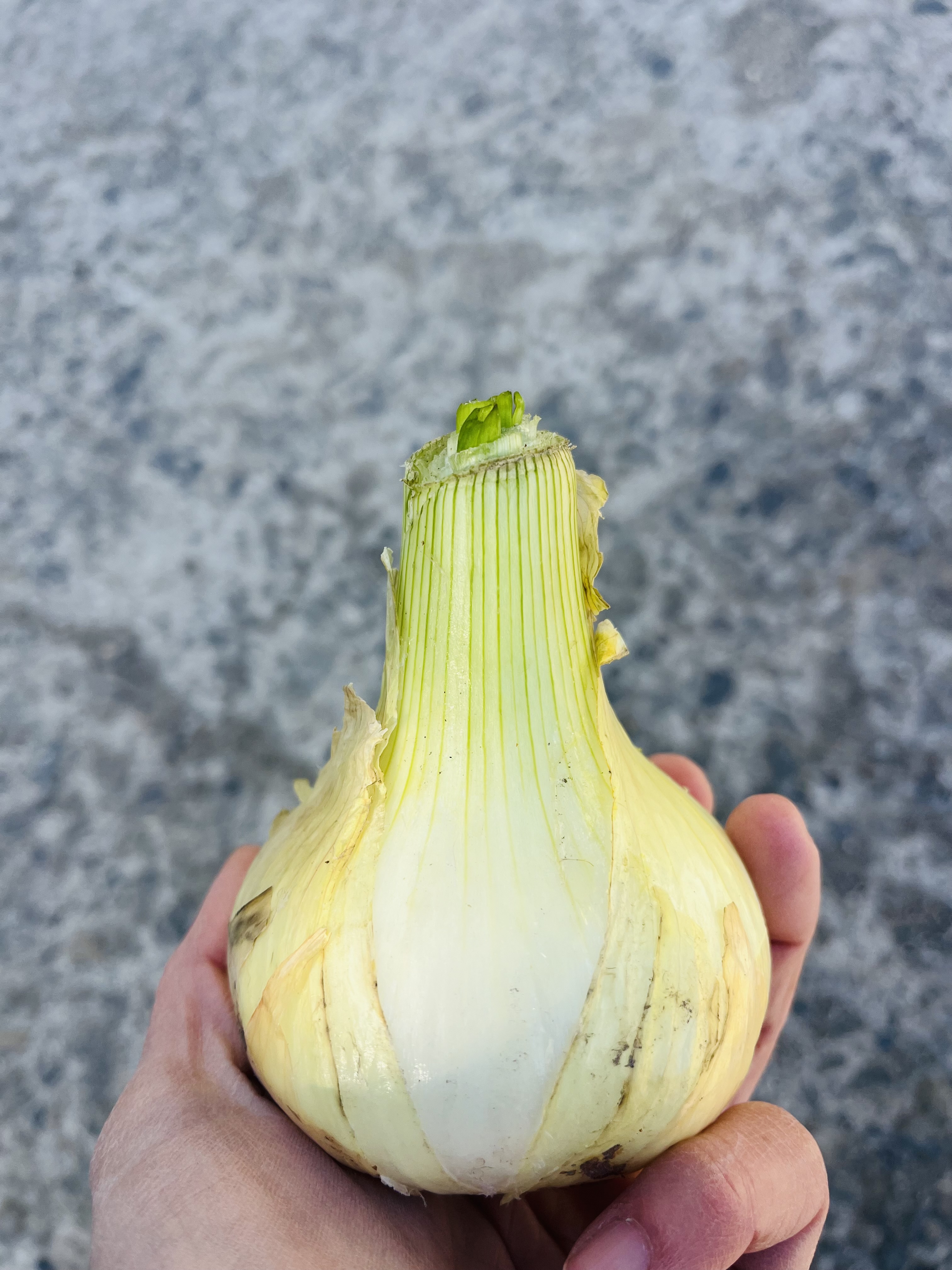 超極早生新玉ねぎ