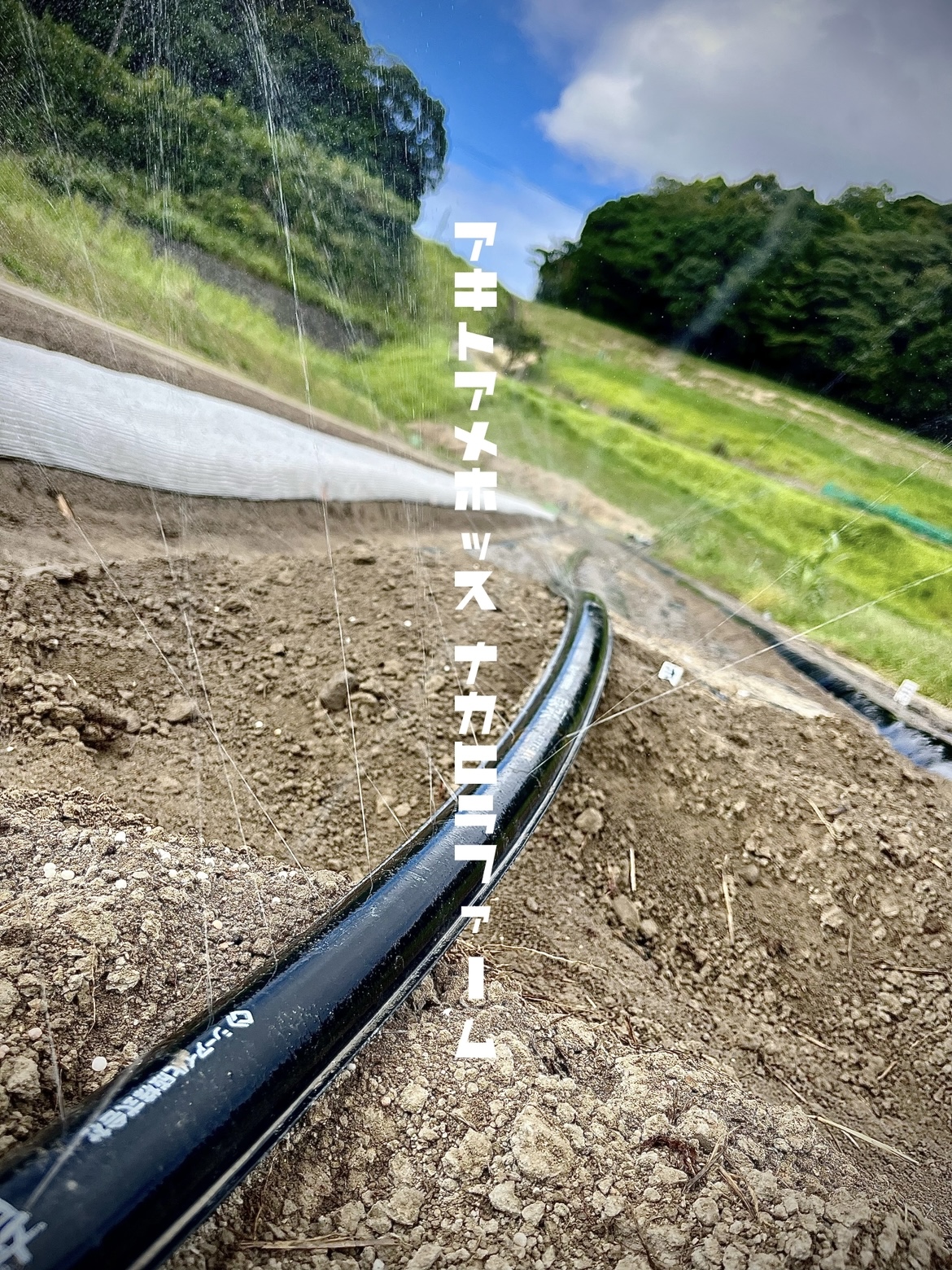 アキヨコイ　アメヨフレ