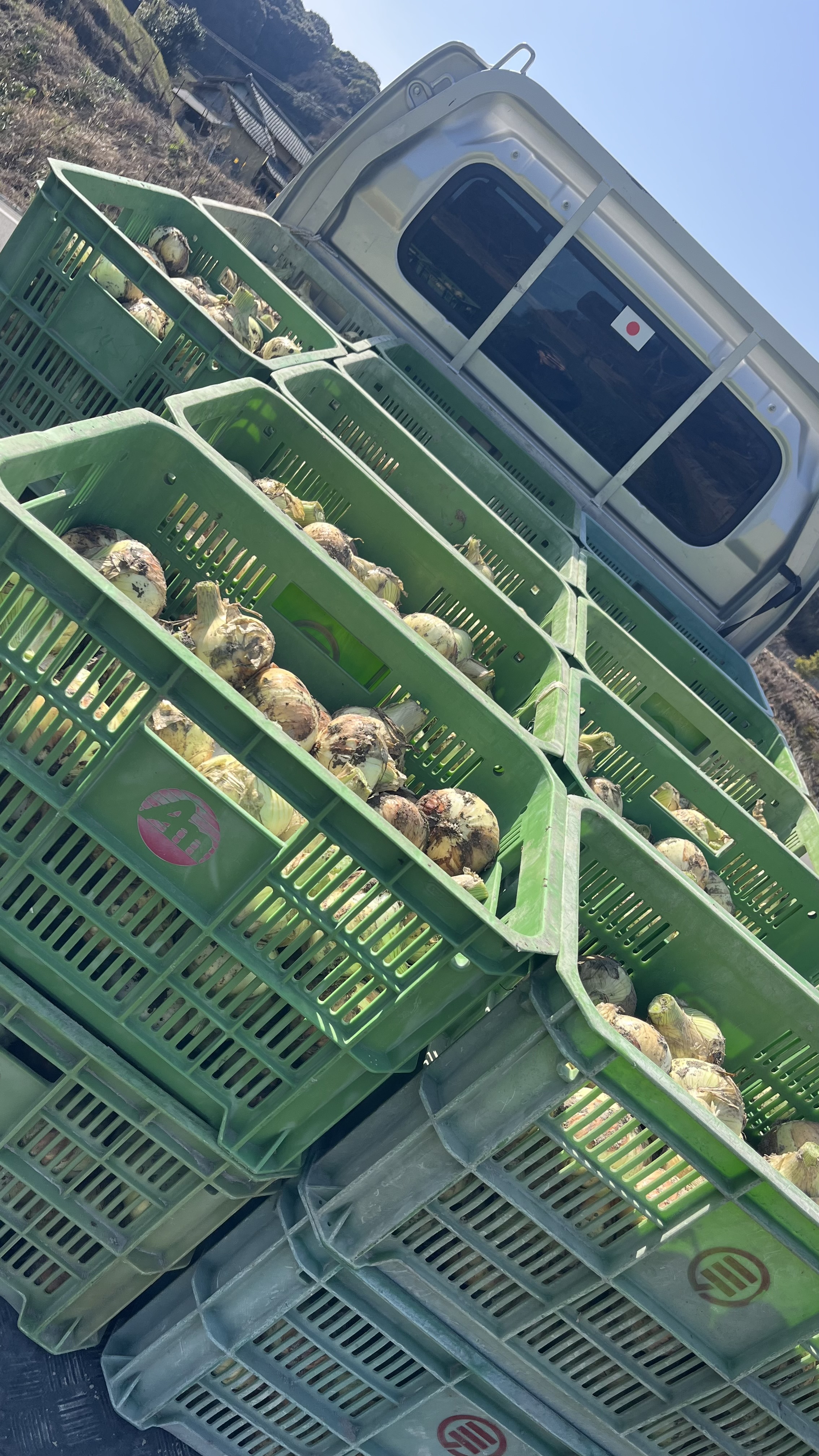 冬玉販売まもなく終了