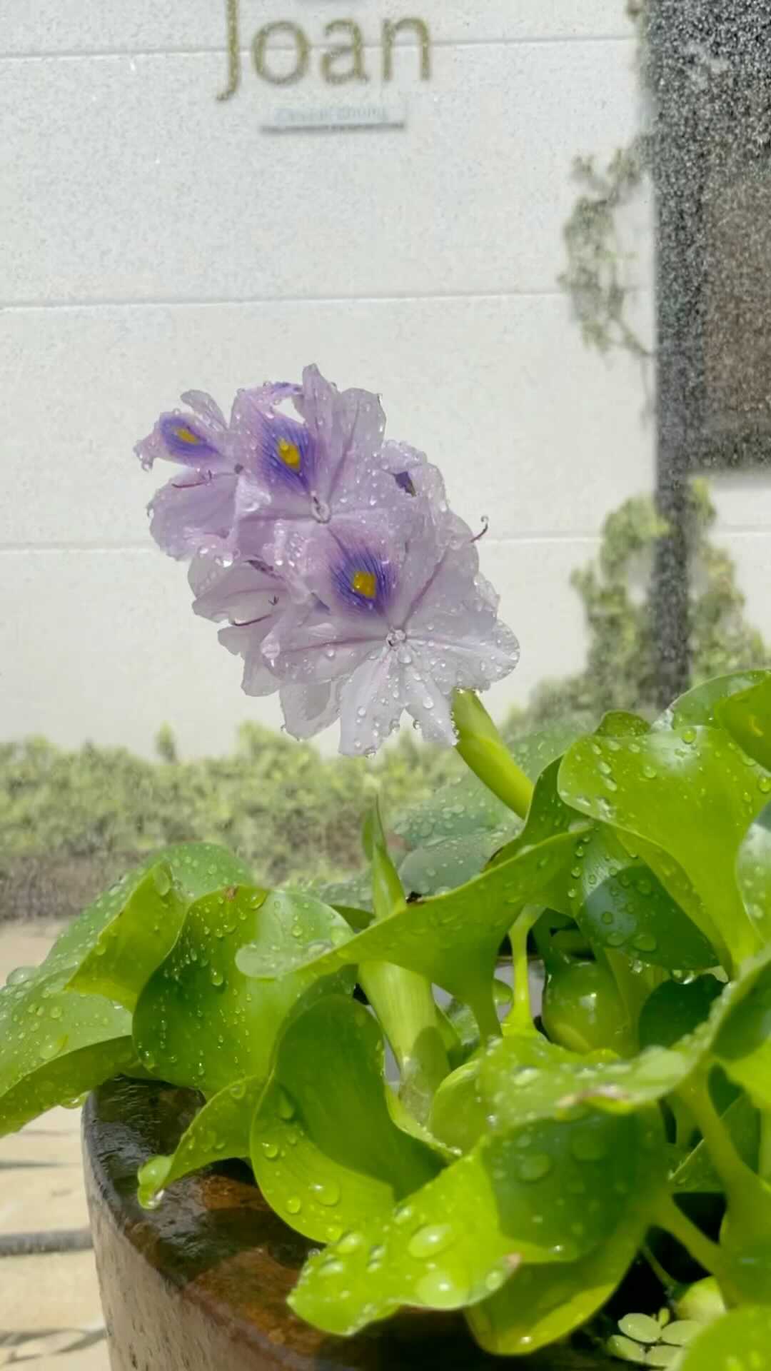 布袋葵の花
