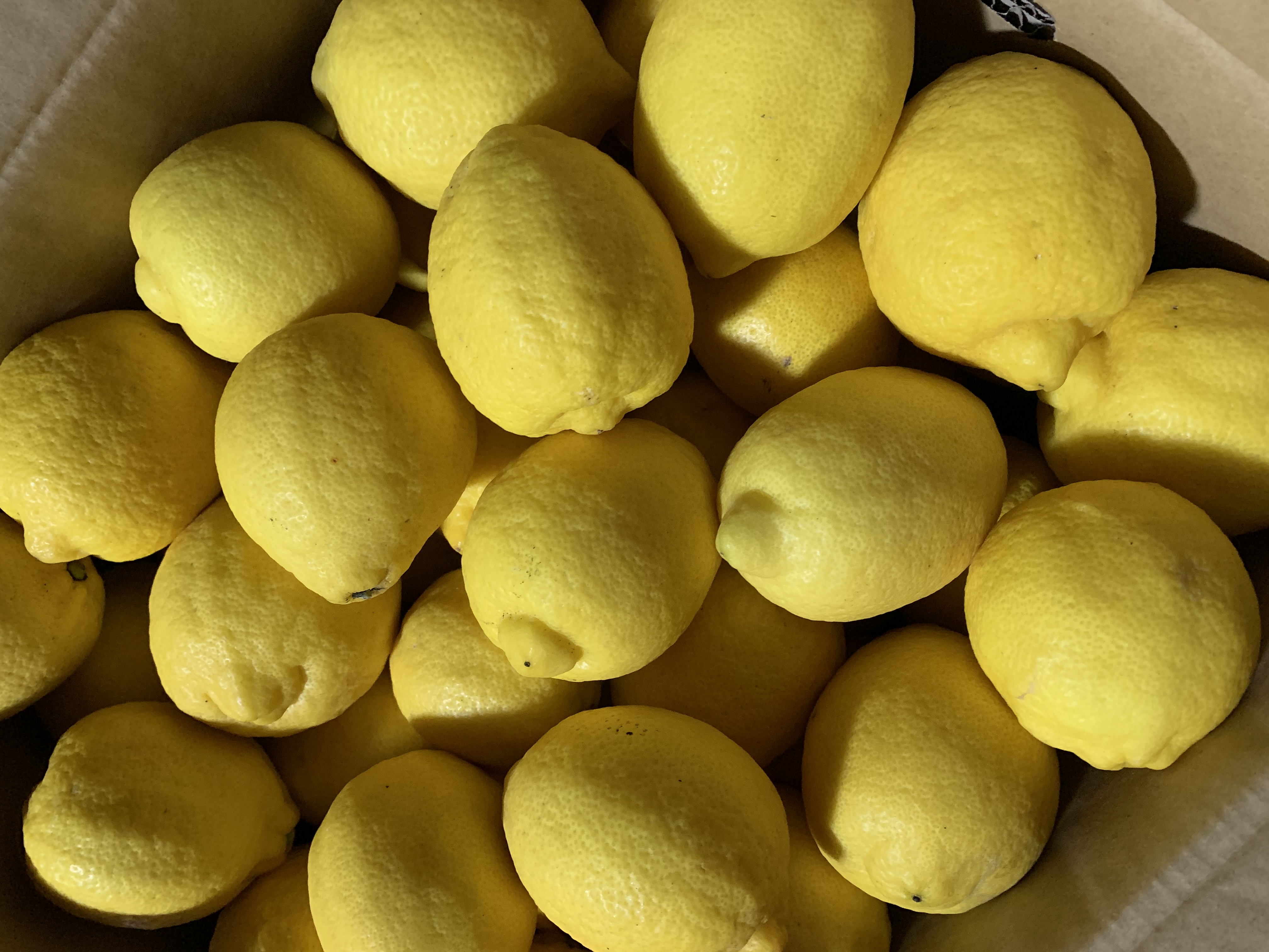 岩城島産のレモン