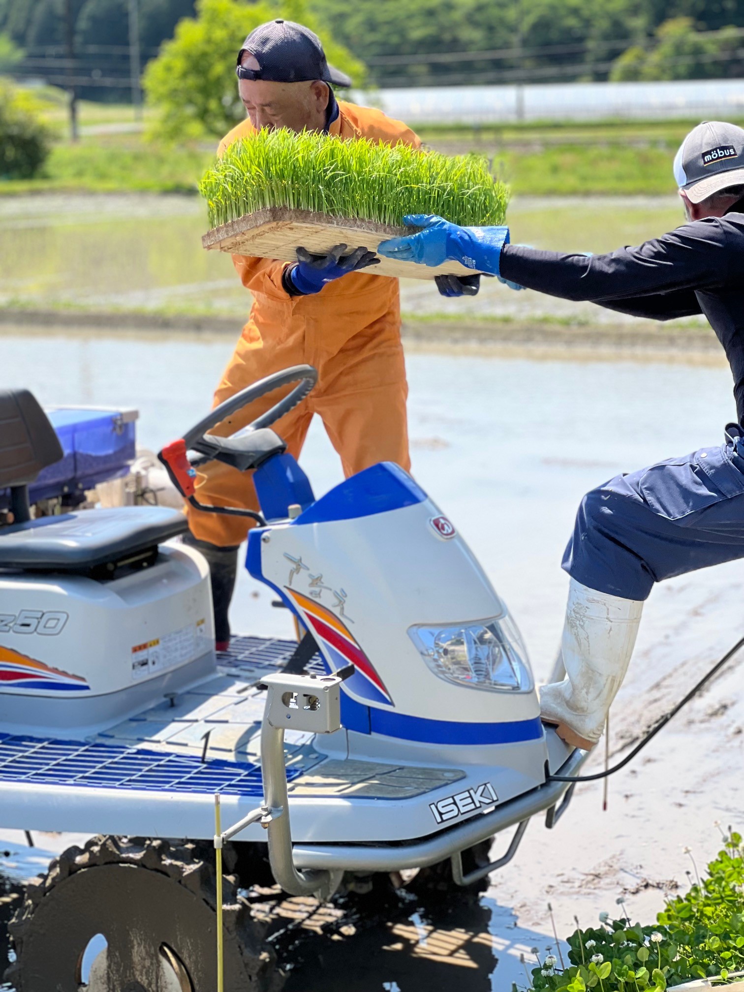～　２０２２年度田植え　4月29日～５月6日　～