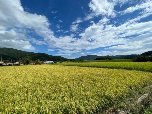 ～もうすぐ、稲刈り間近🎵　～