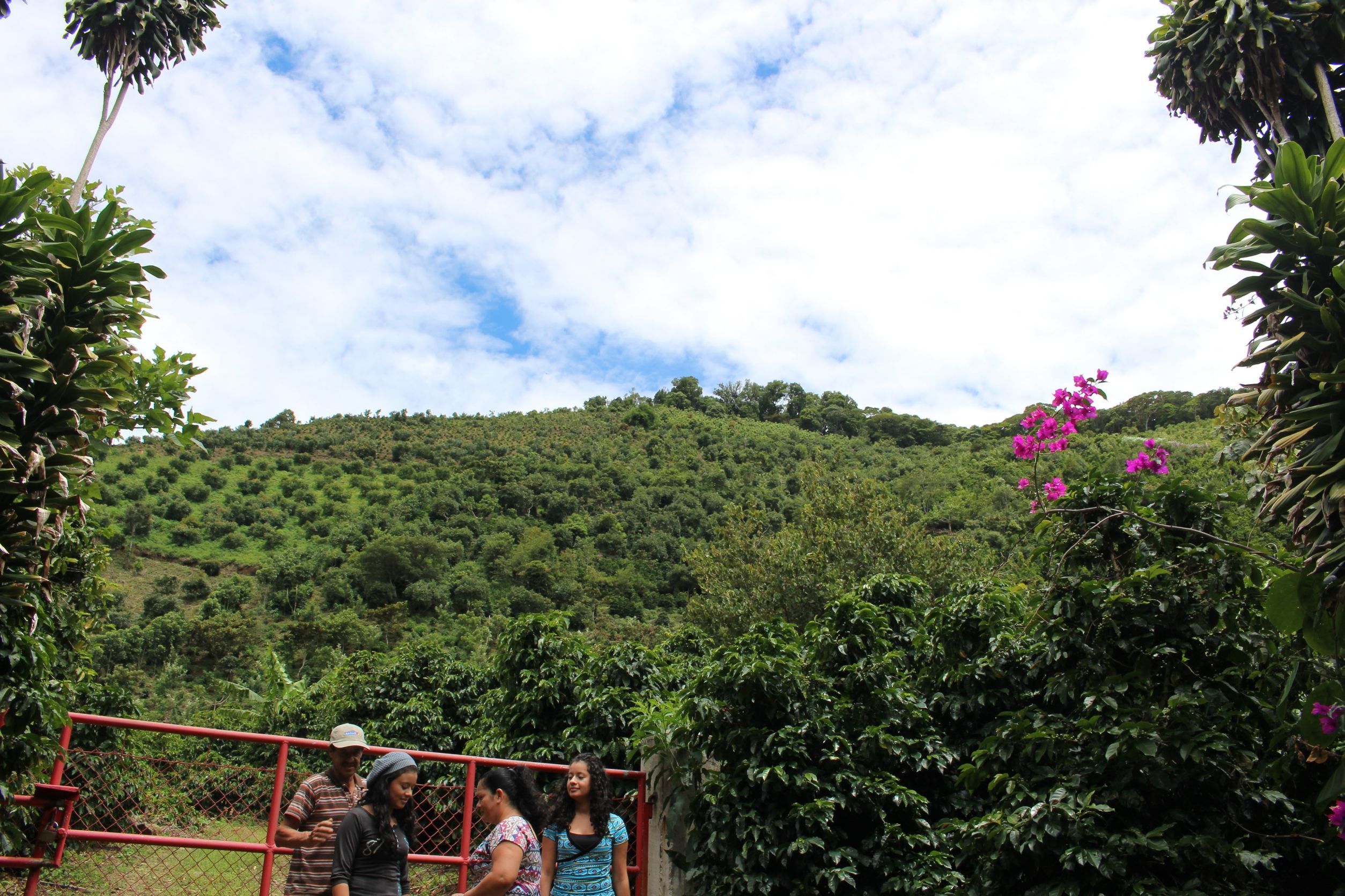注目です!!オマール・カルデロン一家/コスタリカ🇨🇷のゲイシャ種🎖🎖🎖🎖