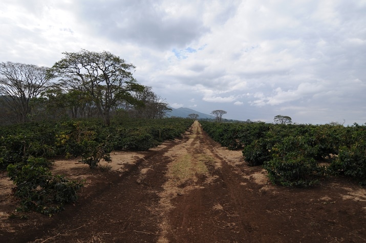 タンザニア🇹🇿／ミハエルさんの農園🤠⛰️