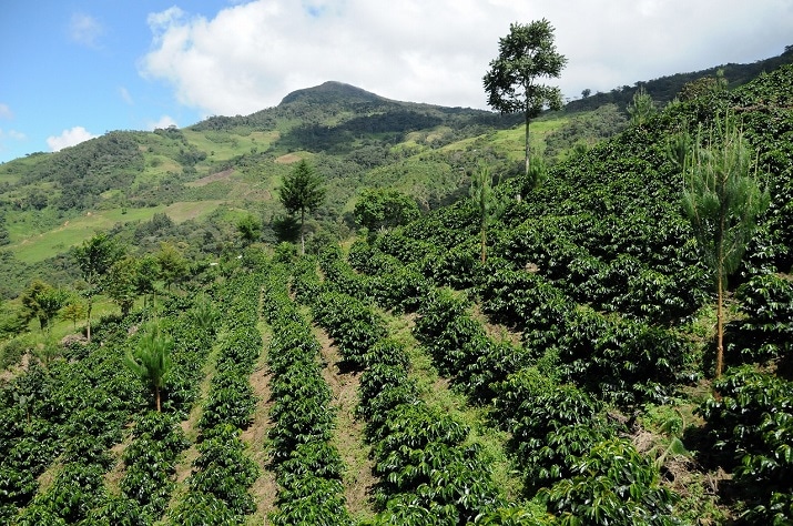 コーヒーの主な品種について🙂
