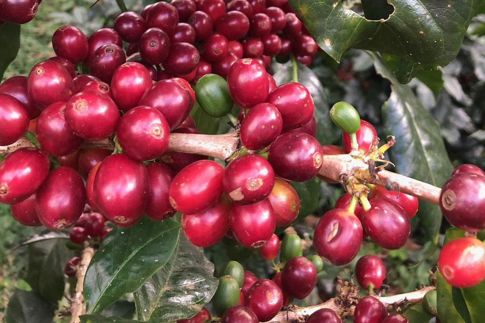 コーヒー豆の精製方法について🍒
