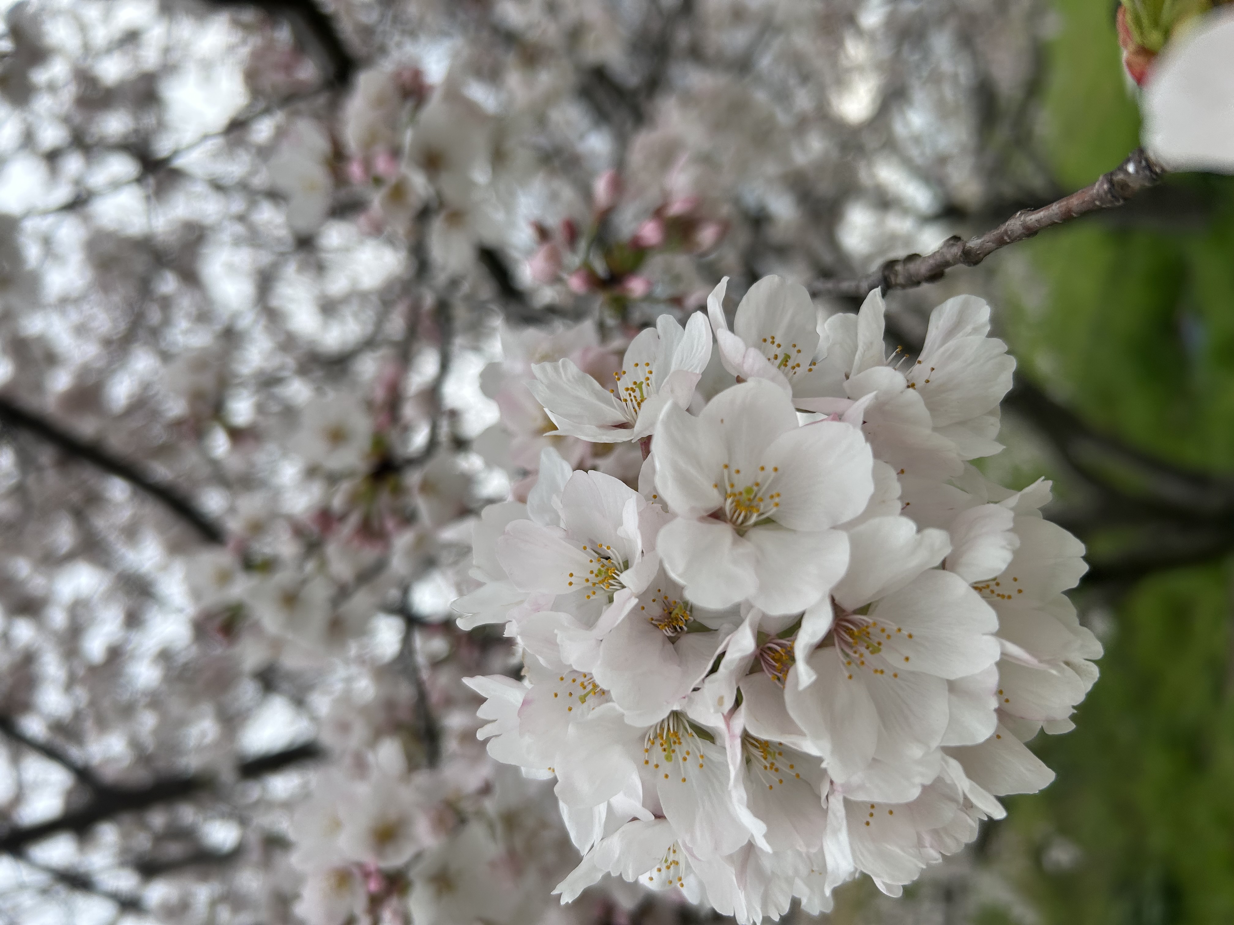 たんどれす３周年感謝クーポン発行中