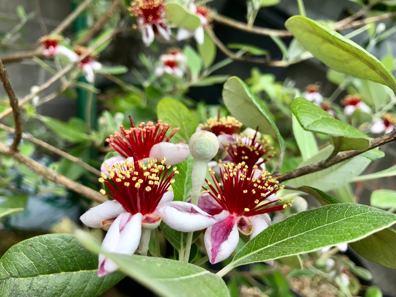 フェイジョア開花しました！モンキーバナナも実が付きそうです！