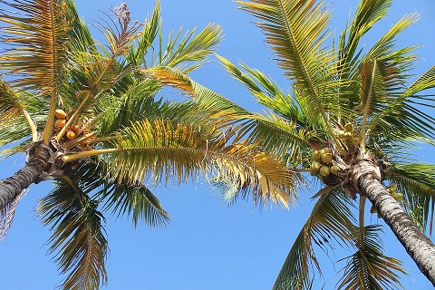 太陽×発酵　すっきりとフレッシュなバリ島のフェアトレードココナッツオイル