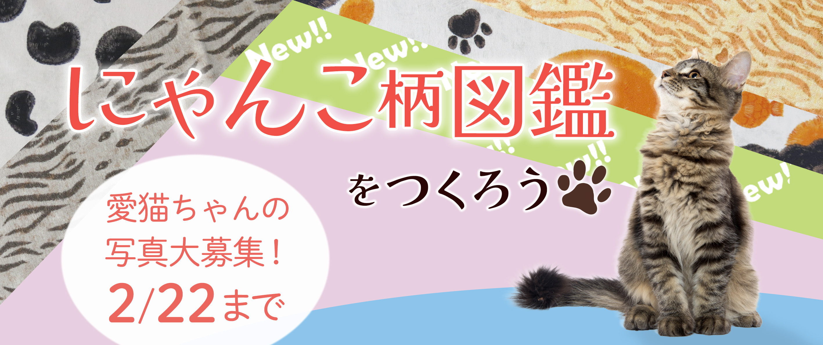 【募集】猫の毛色の柄🐱デザインにご協力ください！