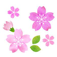 さくらブルボン2026の販売開始します