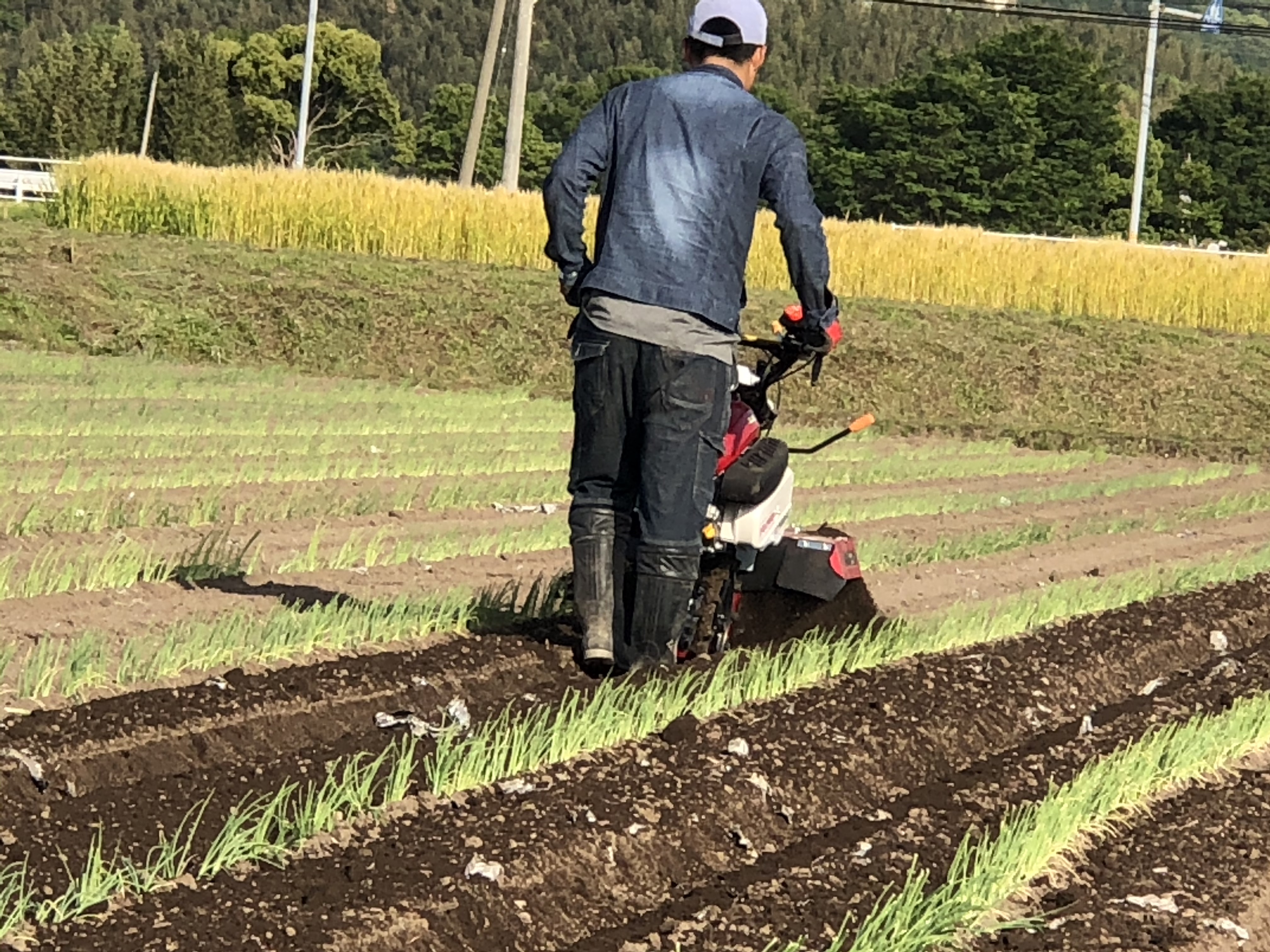 白ねぎ定植
