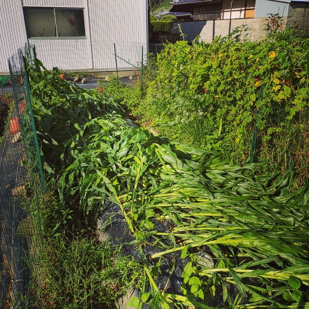 自然の力