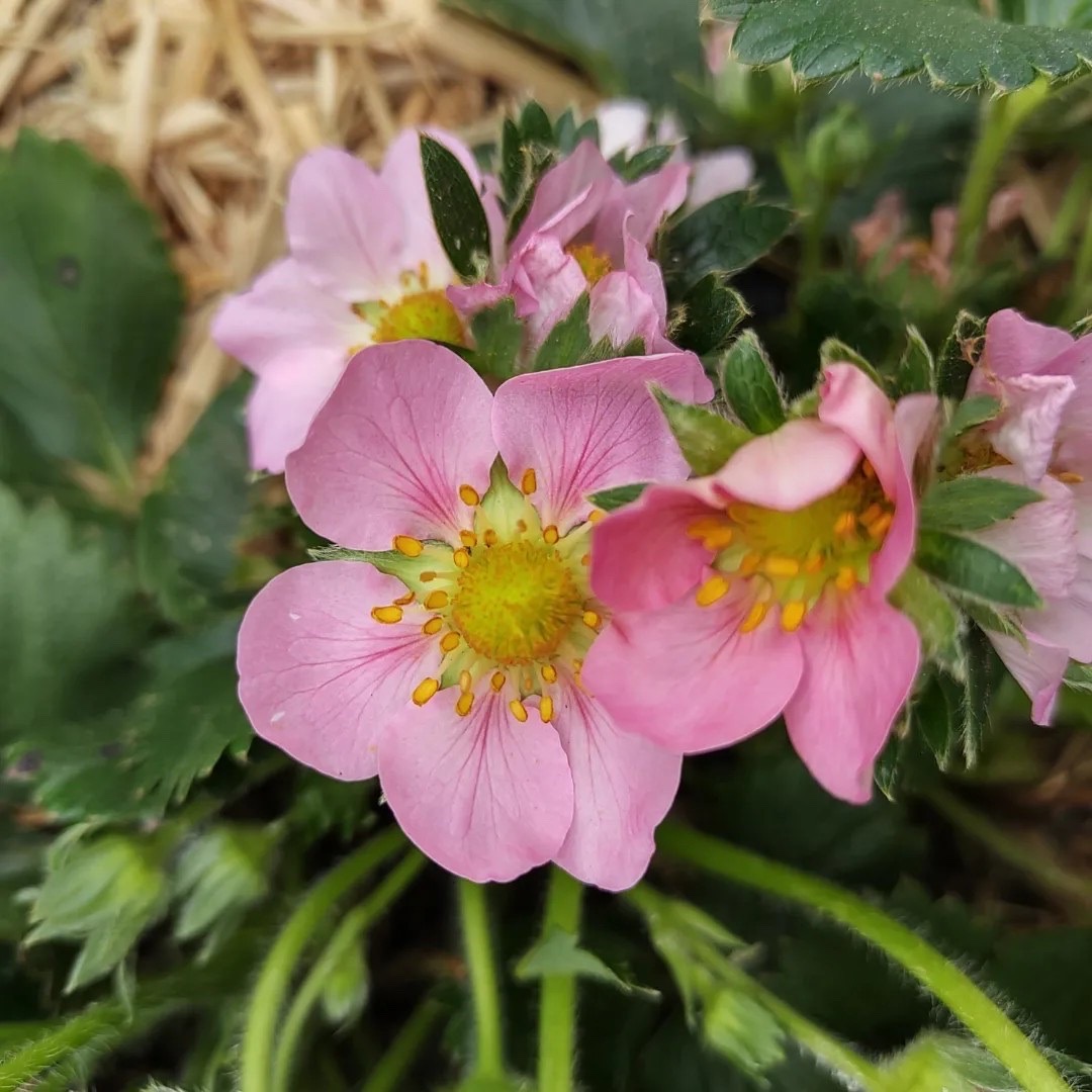 ピンクの花のイチゴ