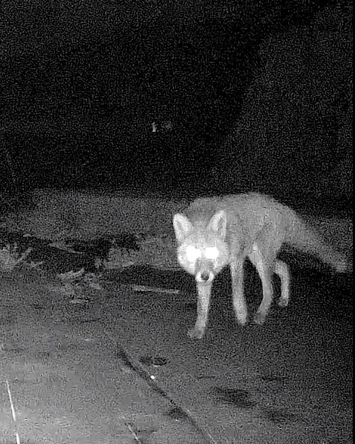 キツネ