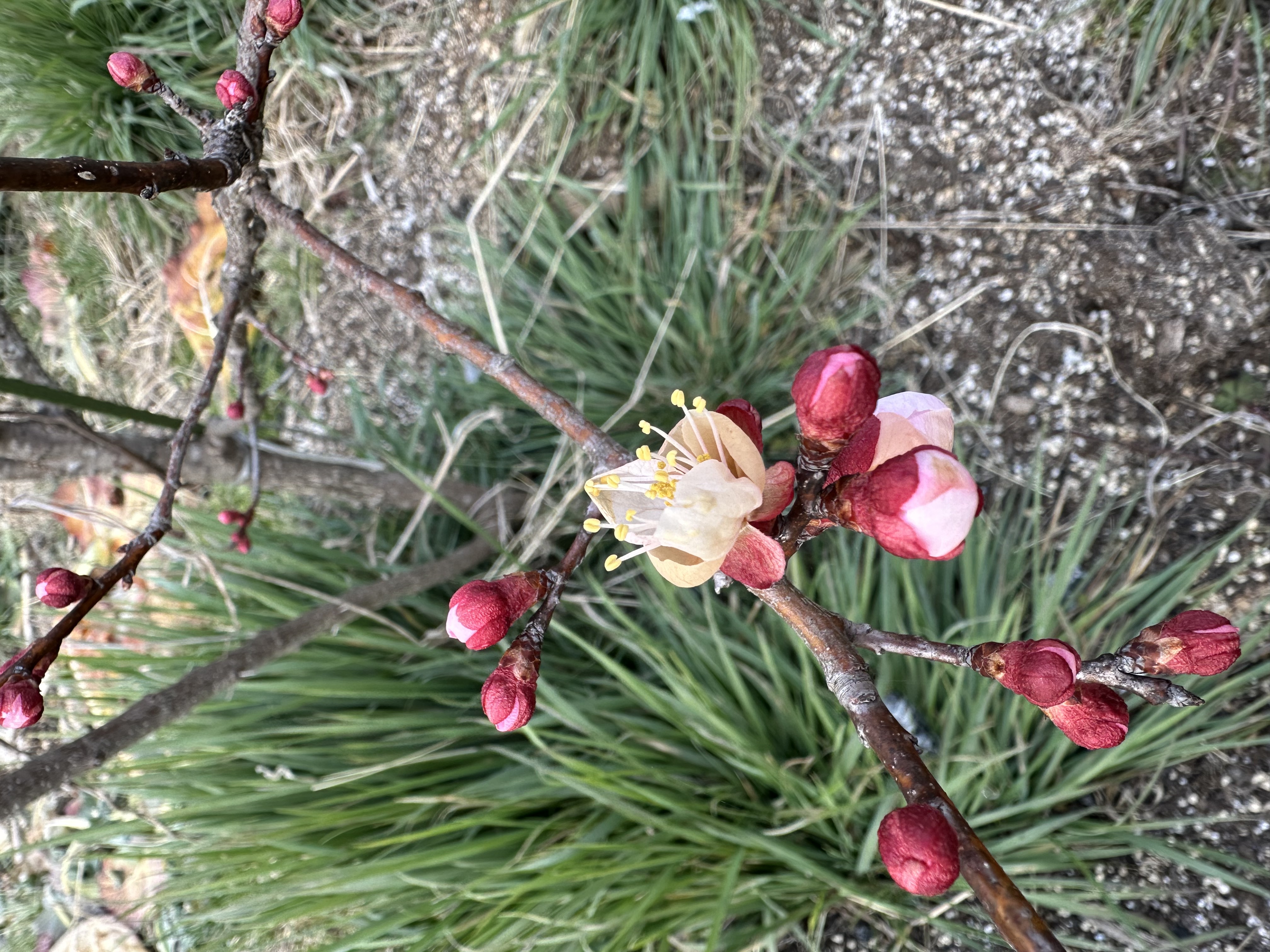 開花