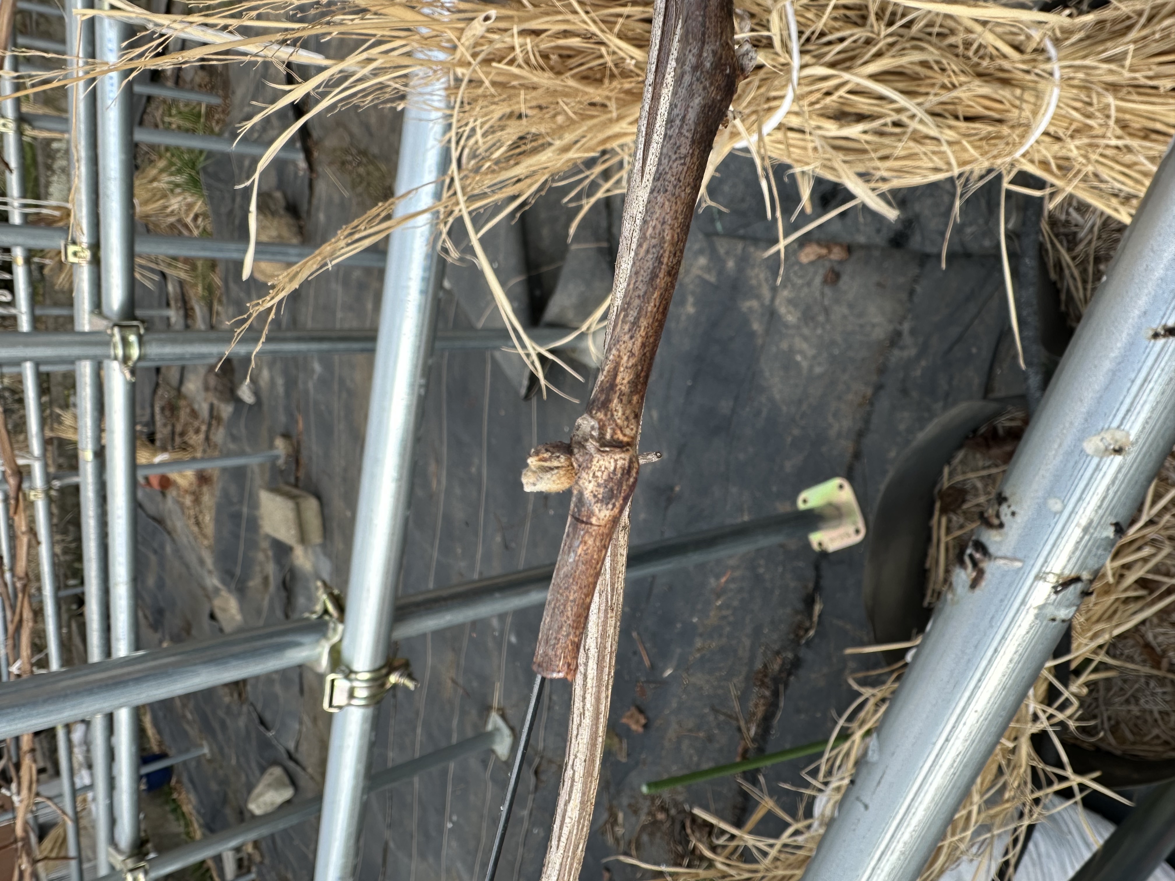 ぶどうが目覚めた？