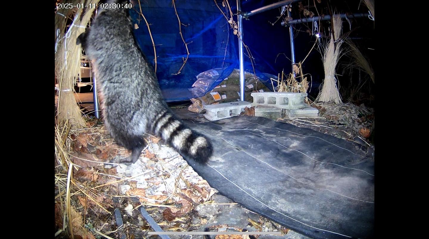 アライグマ再び
