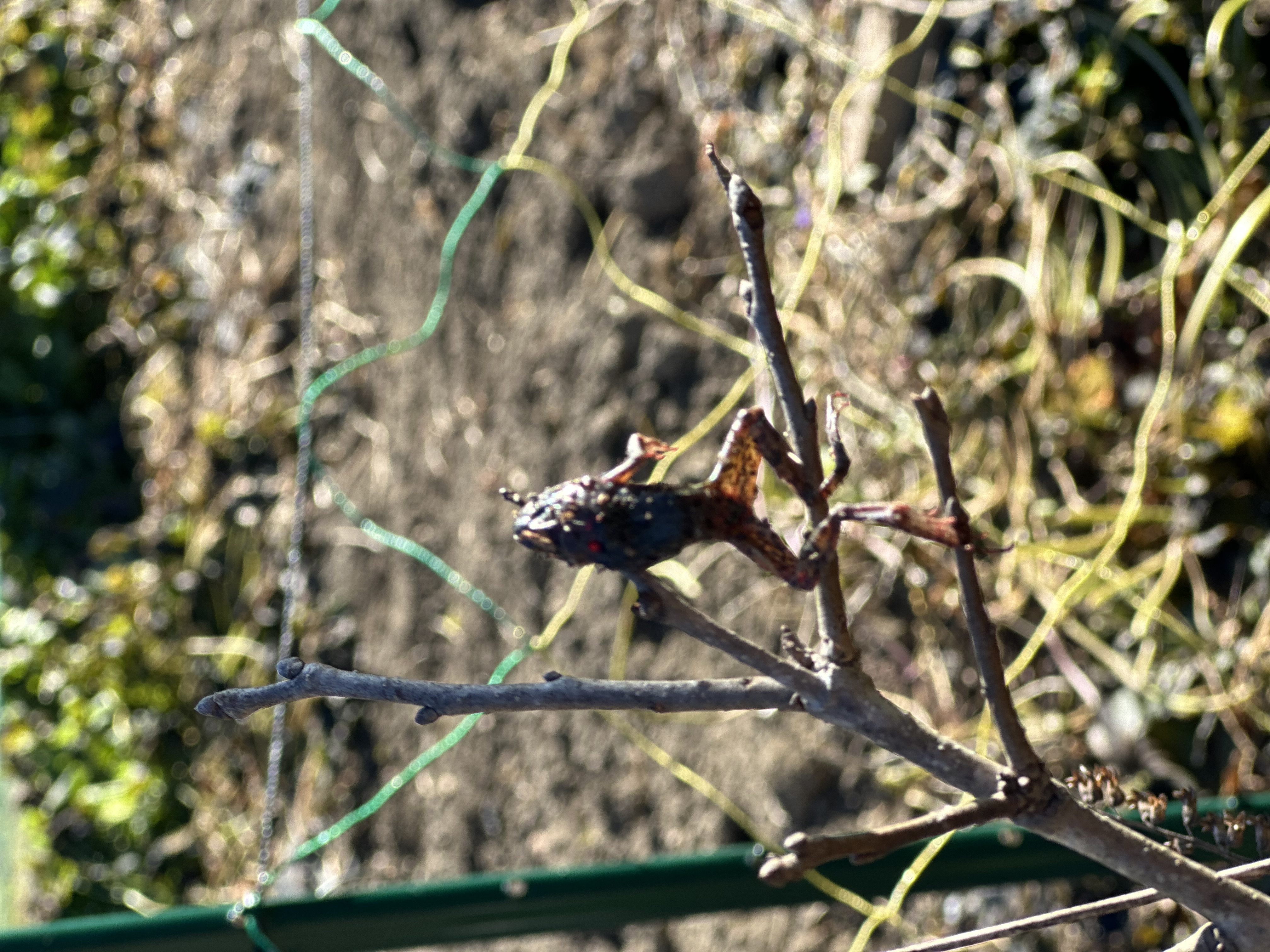 モズのはやにえ