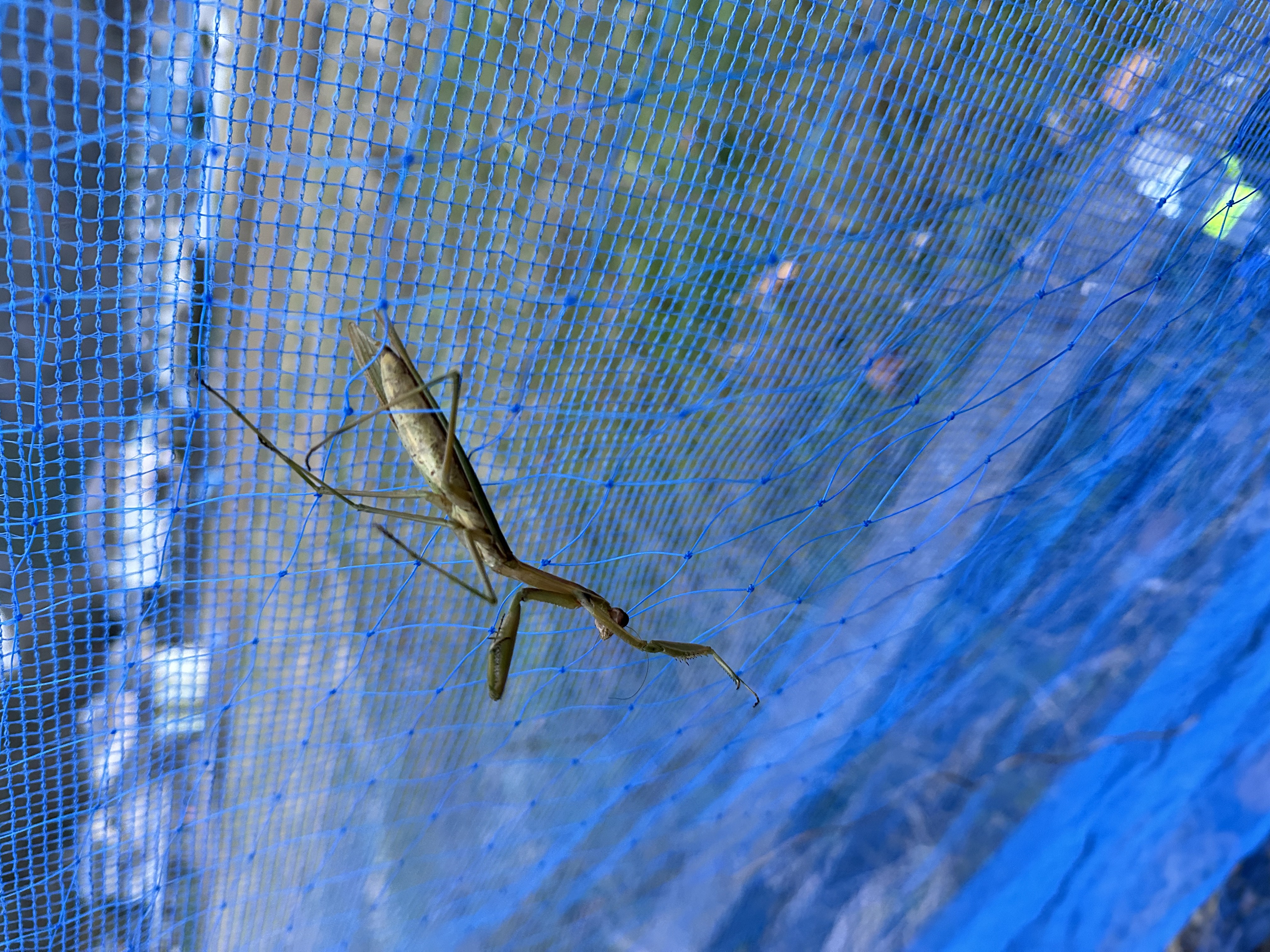 カマキリ越冬できず