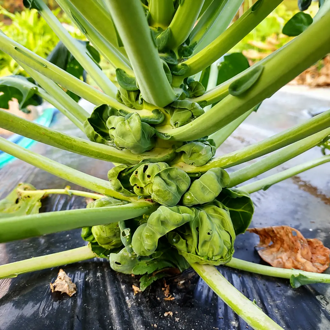 芽キャベツ