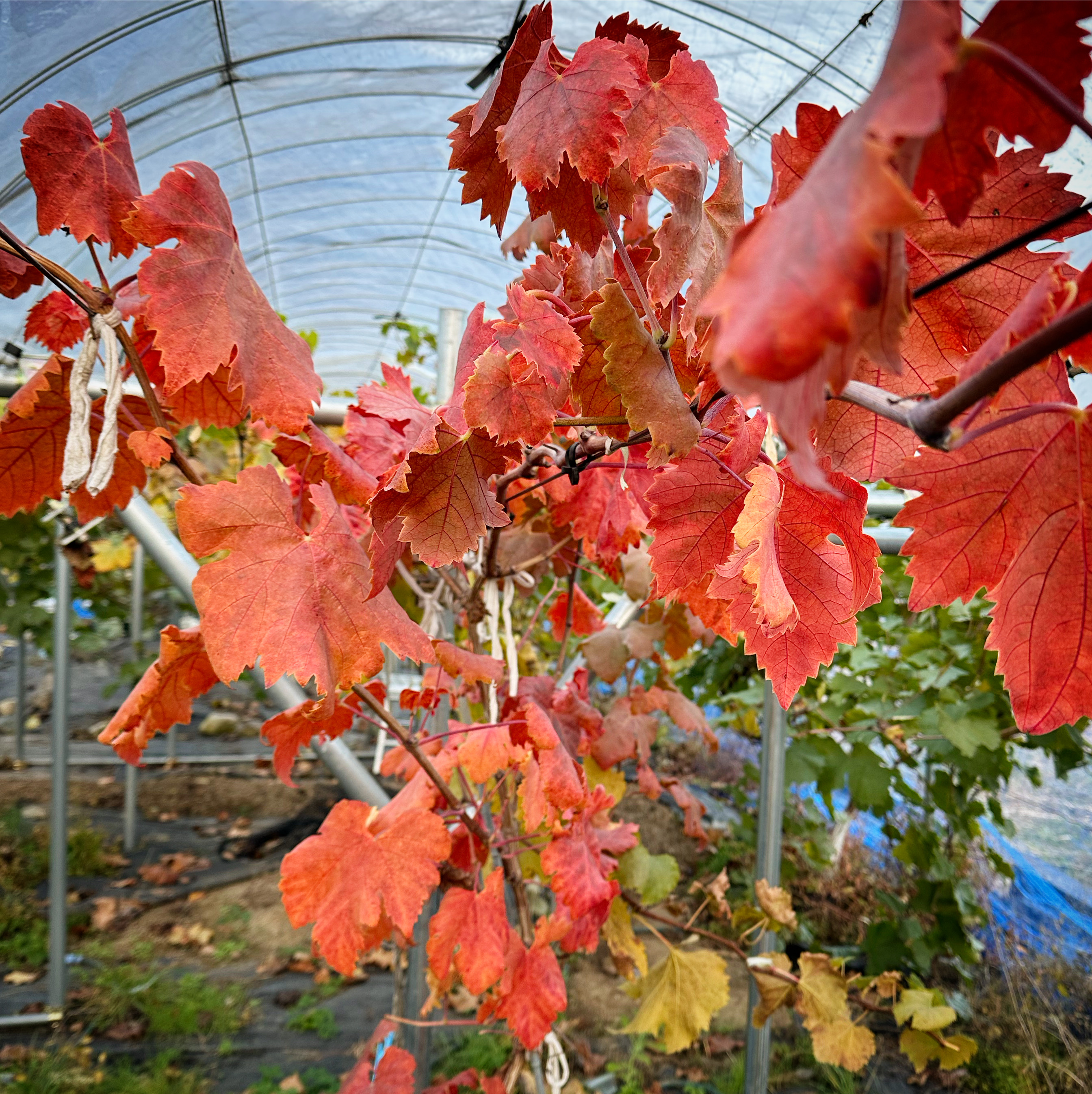 ブラックフィンガー