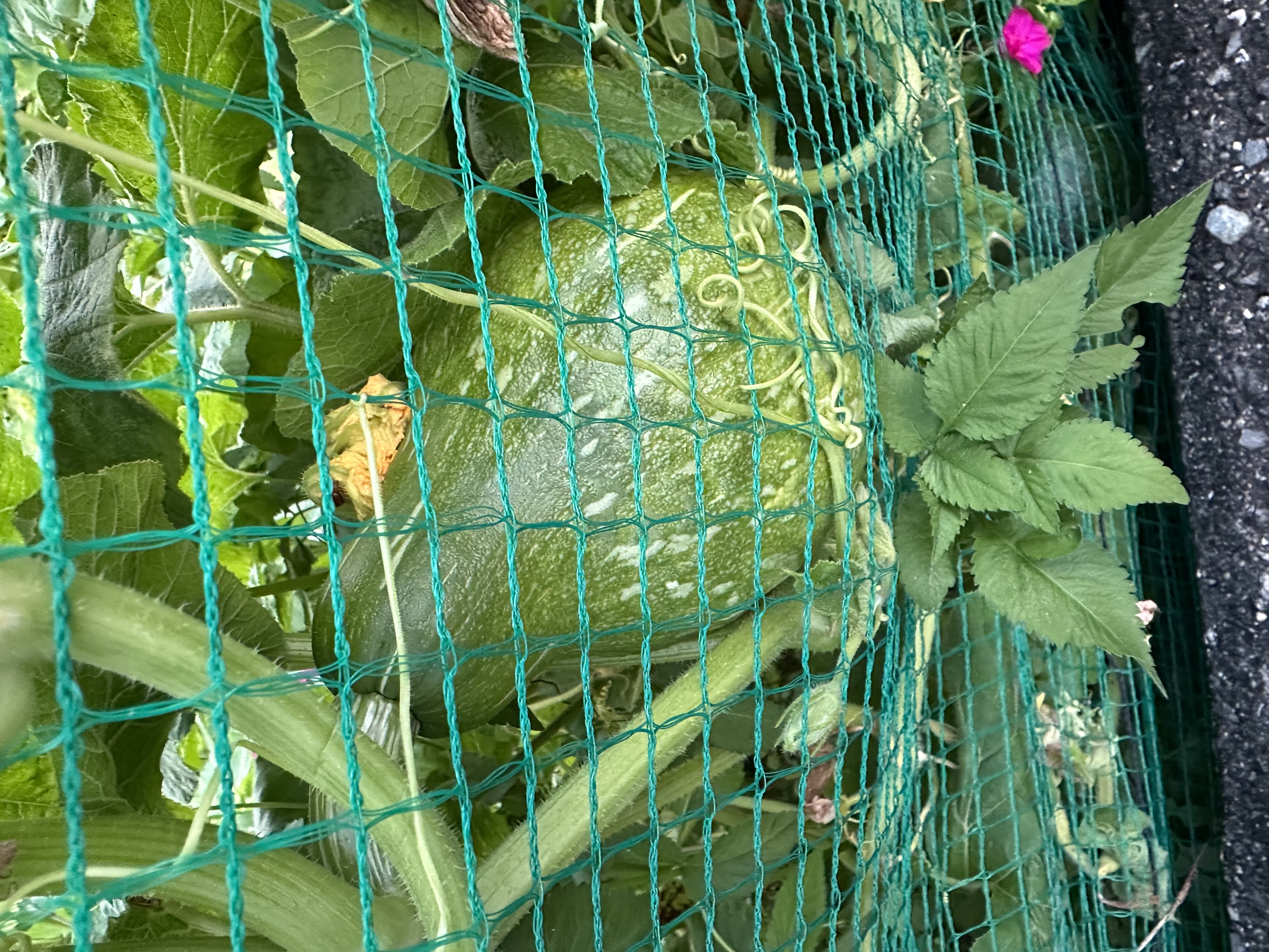 他のカボチャ