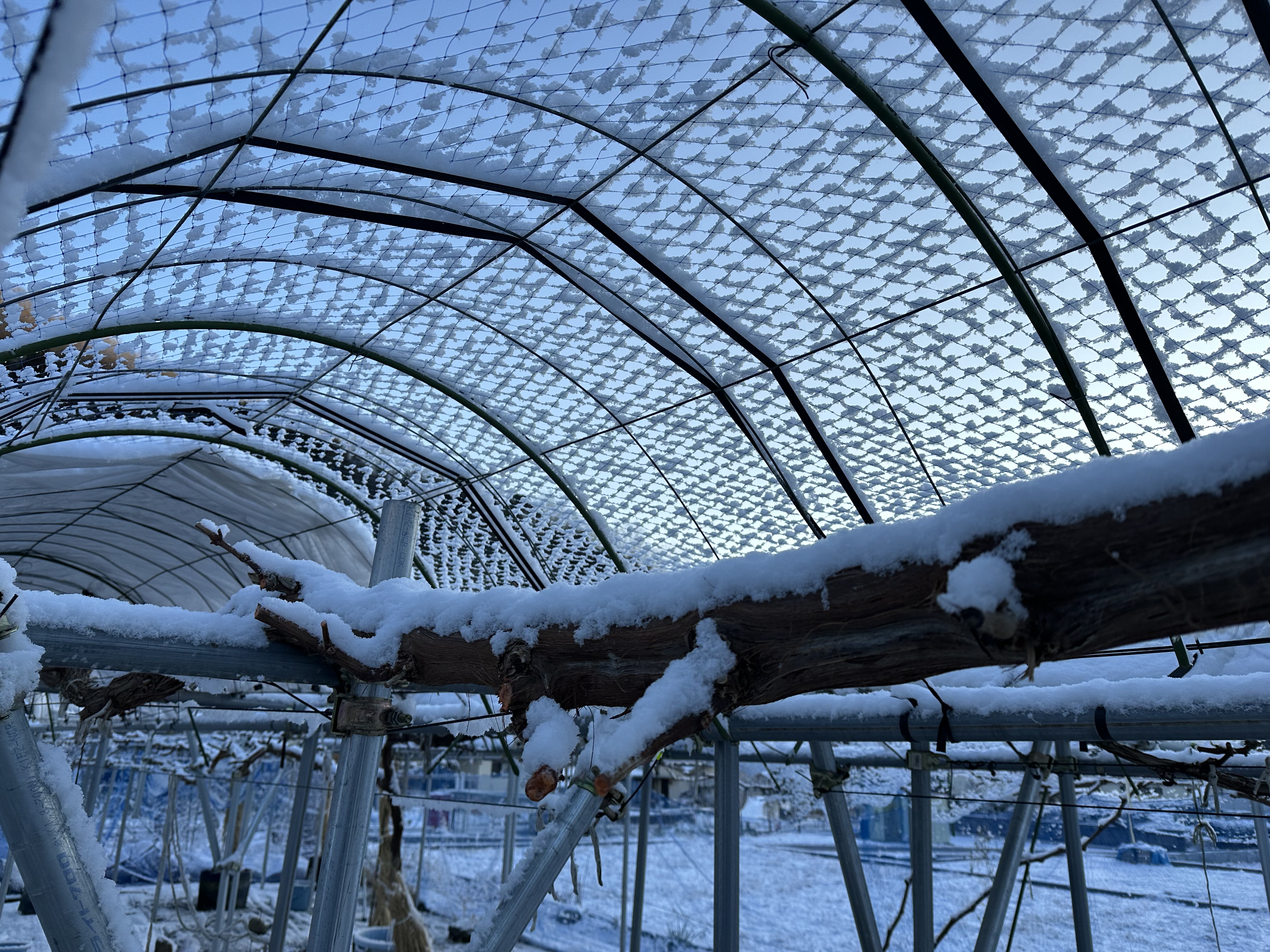 ぶどうの幹に雪