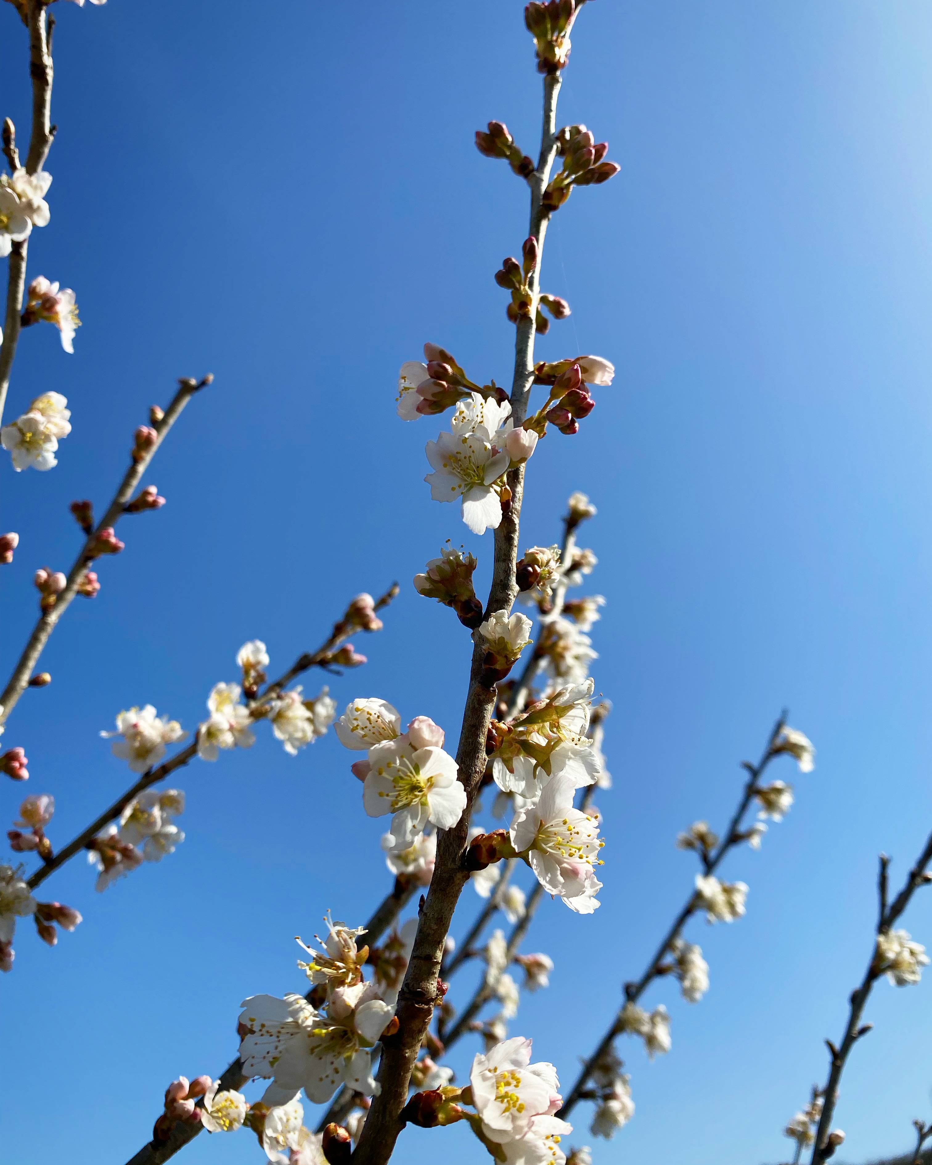 サクランボ開花