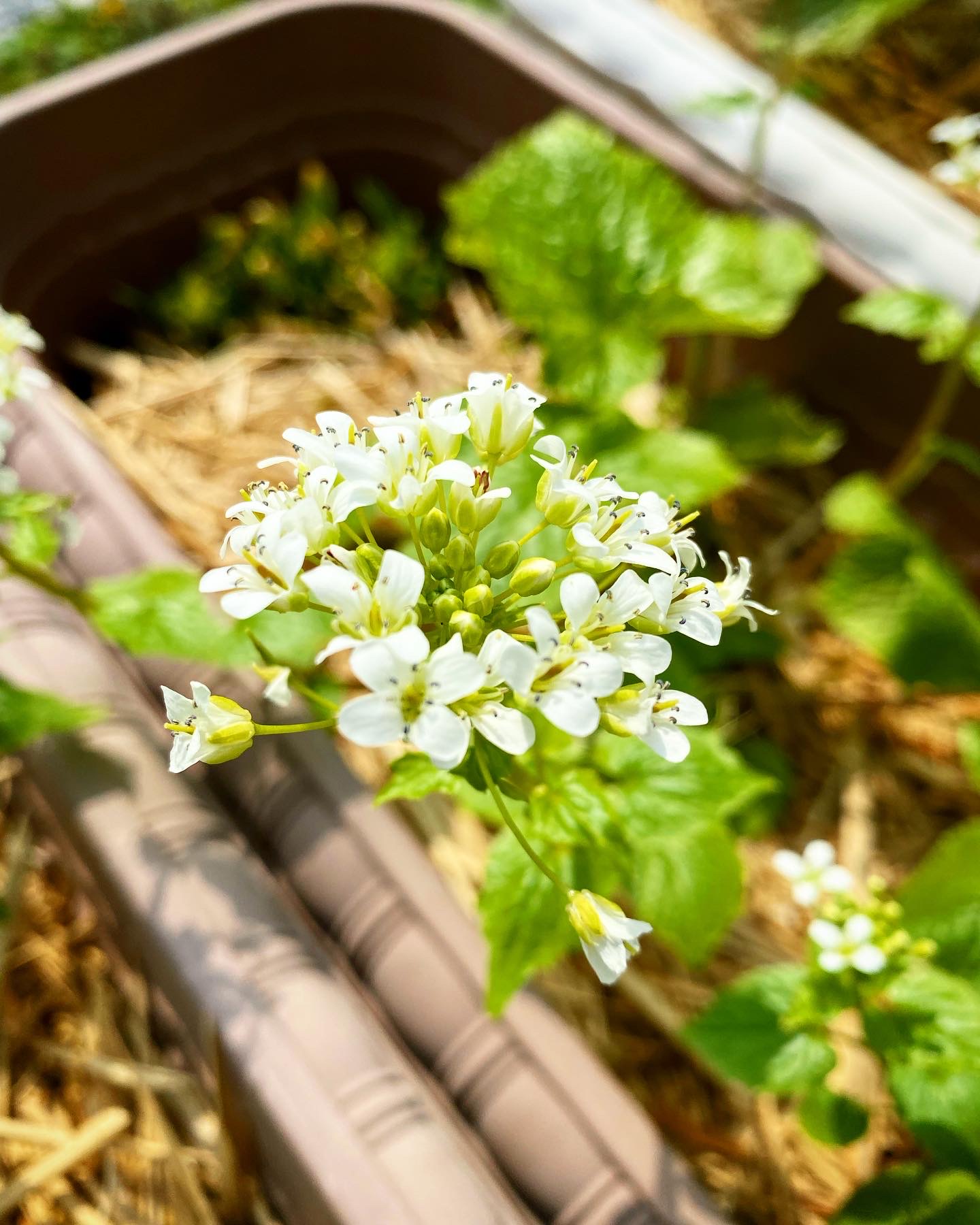 わさびの花