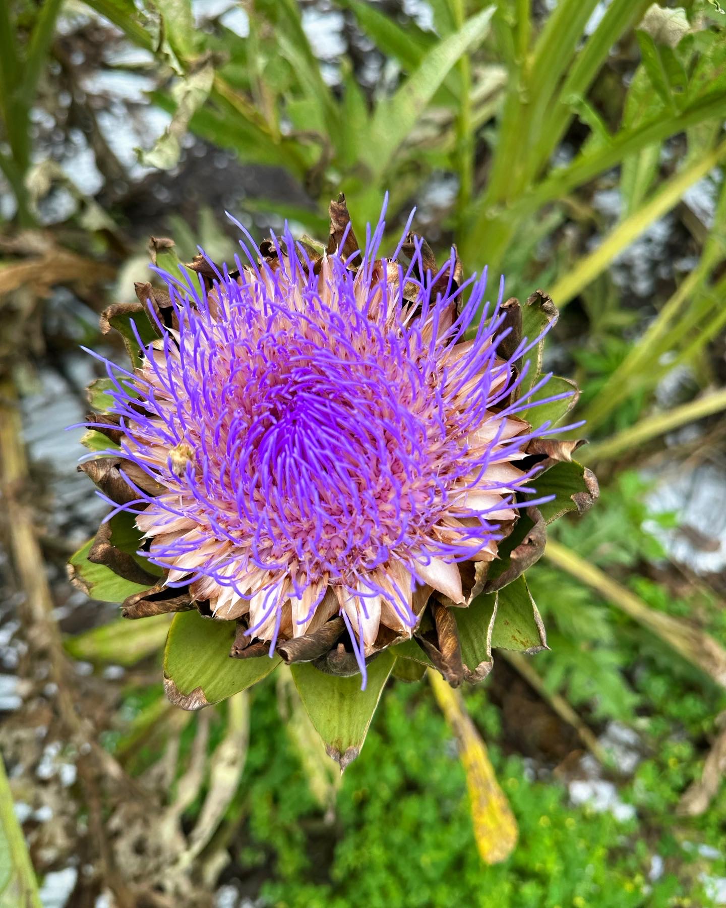 アーティチョークの花
