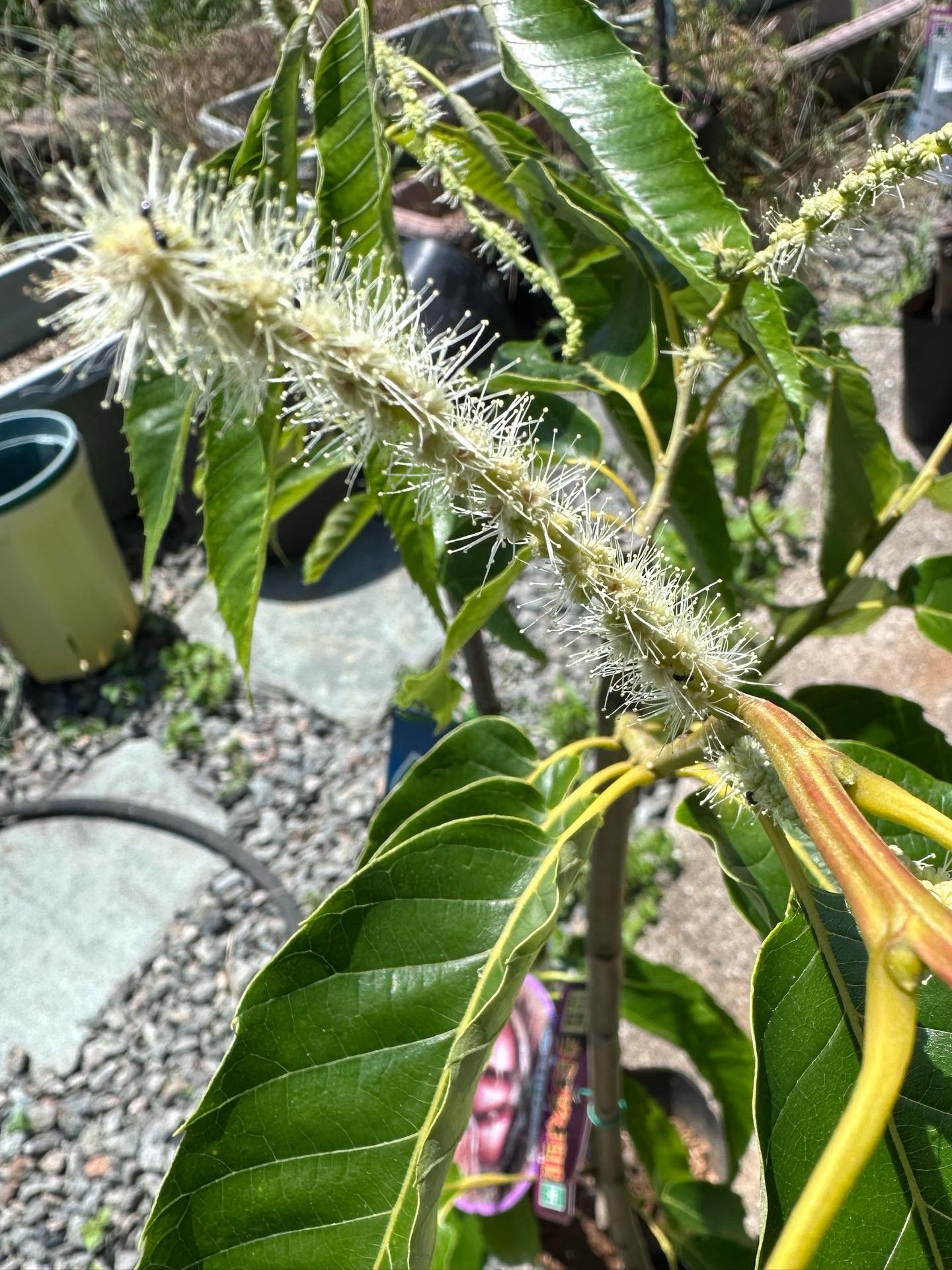 栗の花