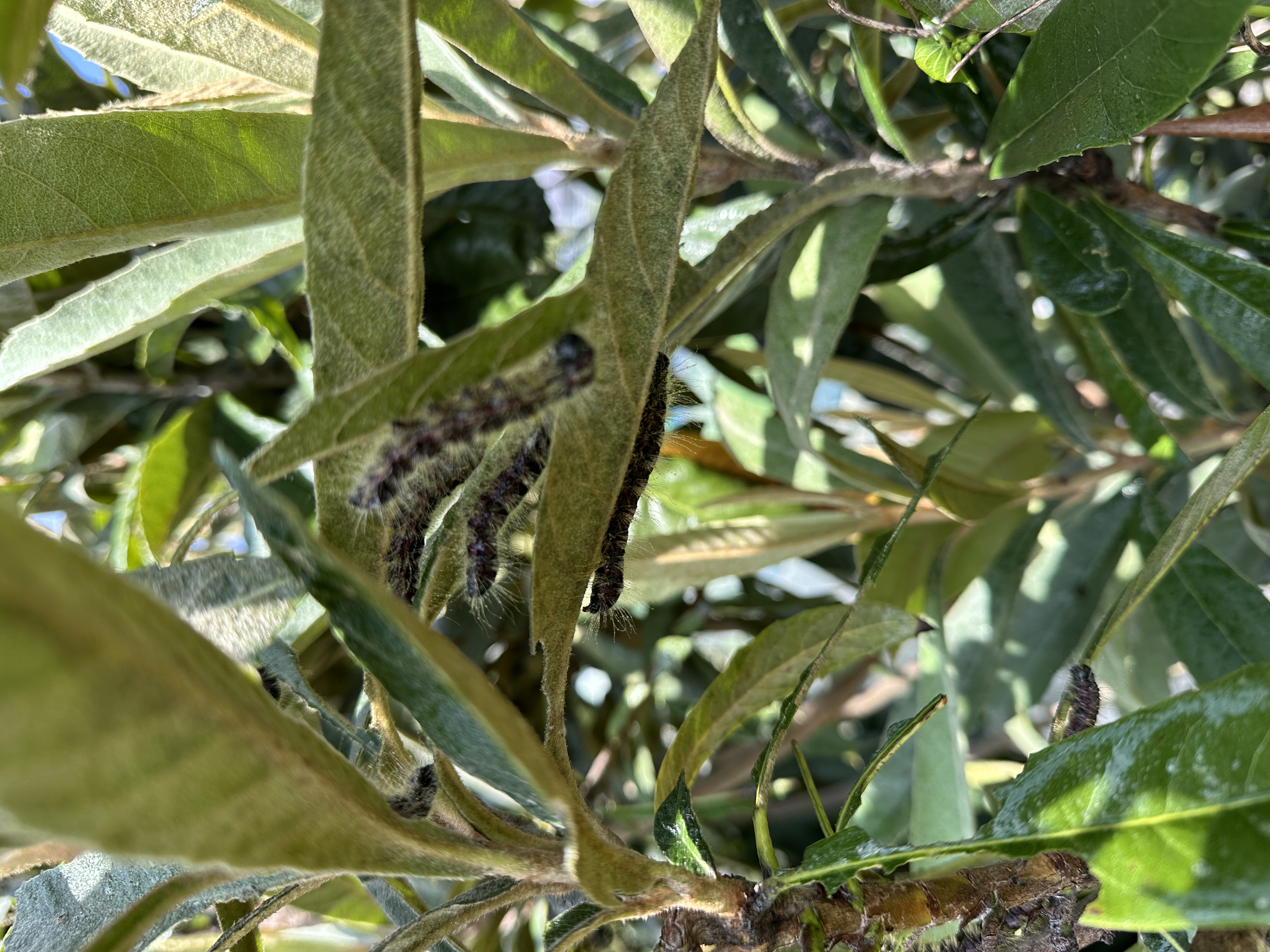 ビワの木に虫
