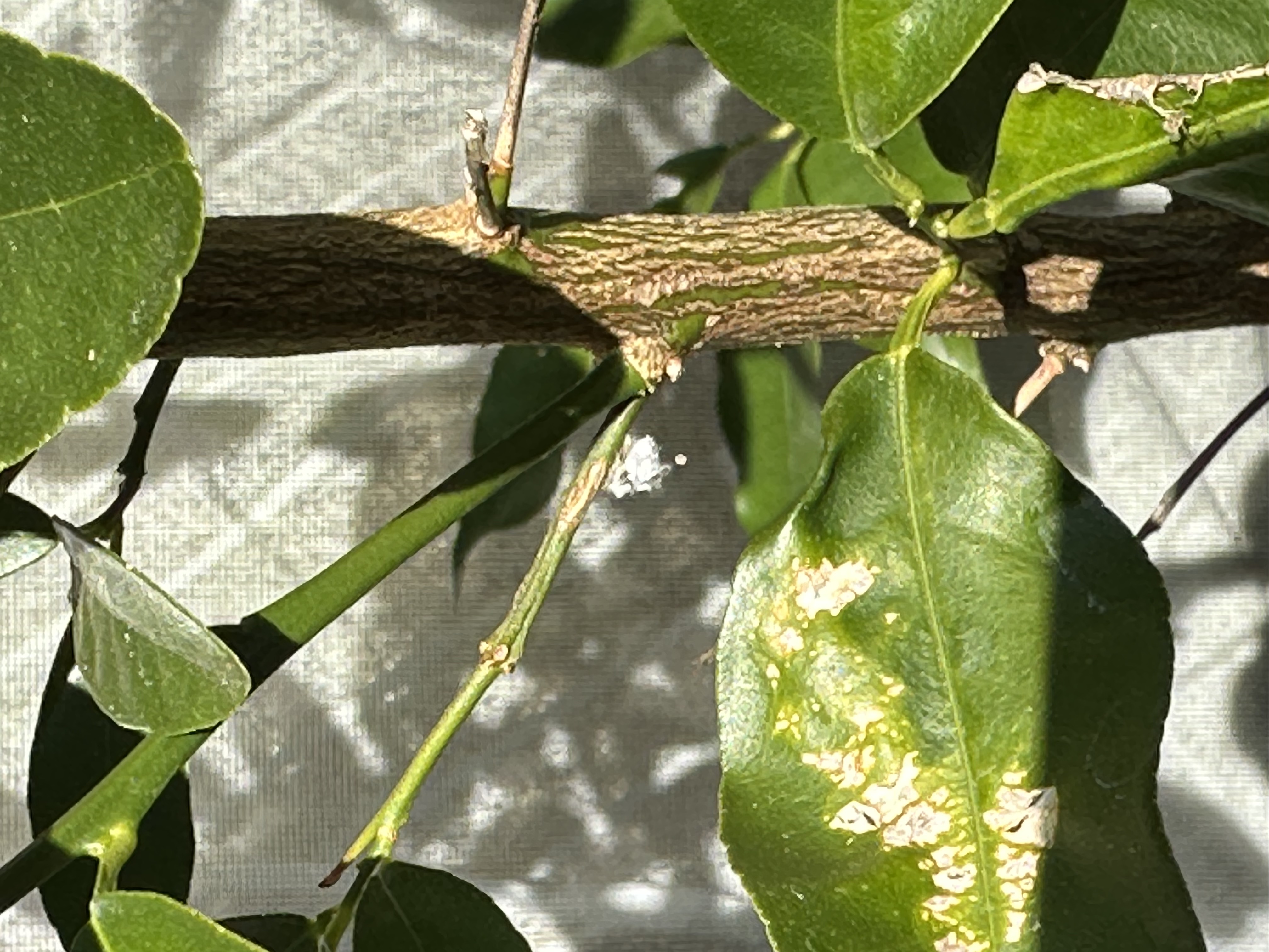 チュウゴクアミガサハゴロモ幼虫