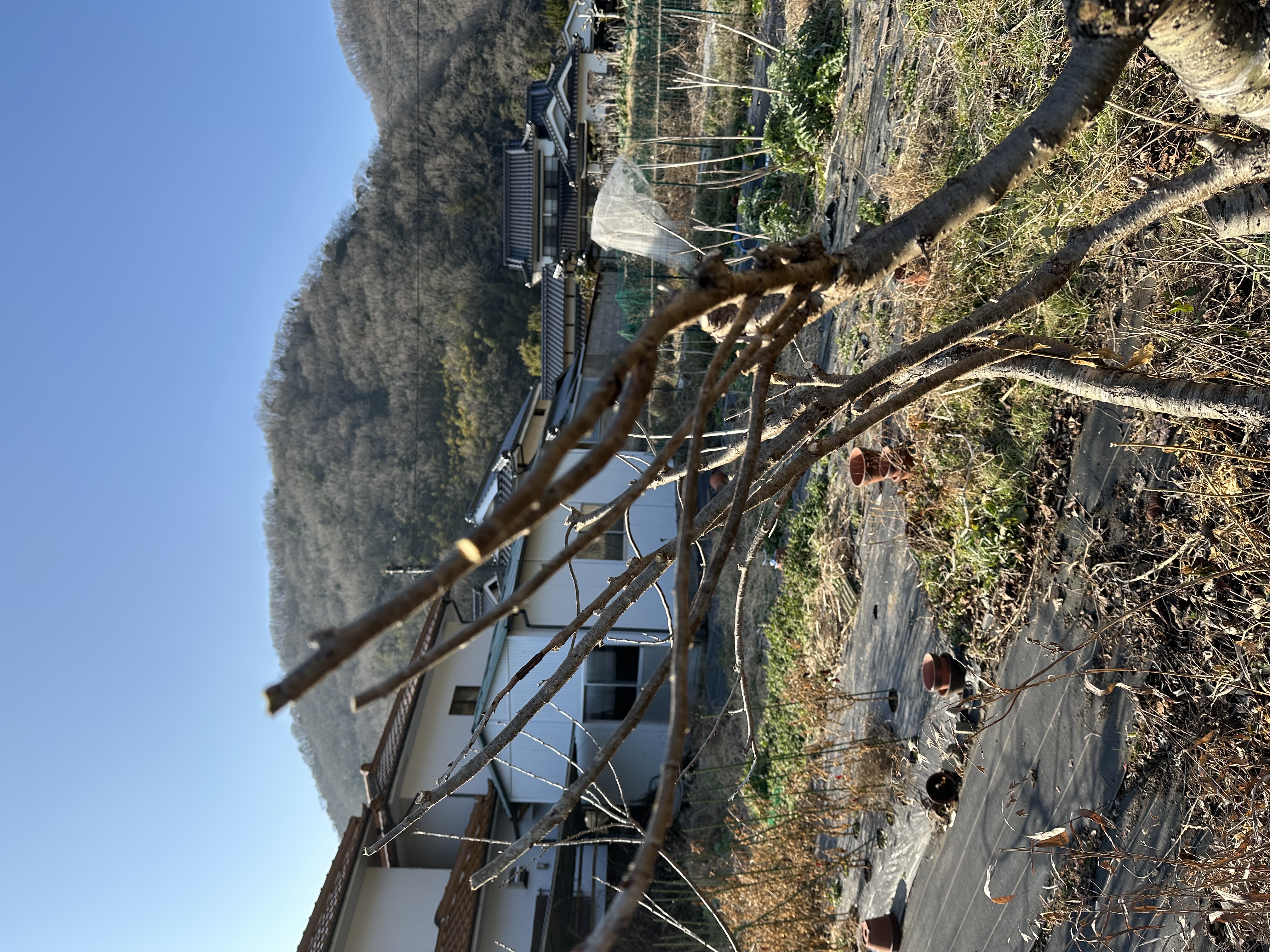 サクランボ剪定