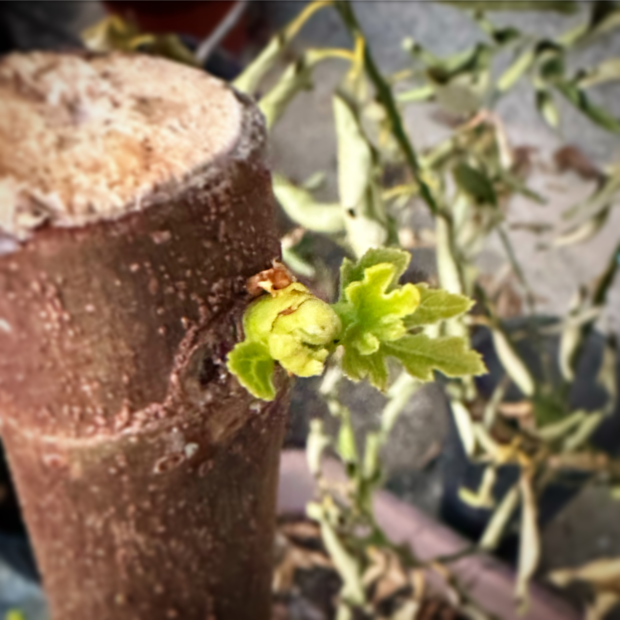 イチジクの芽