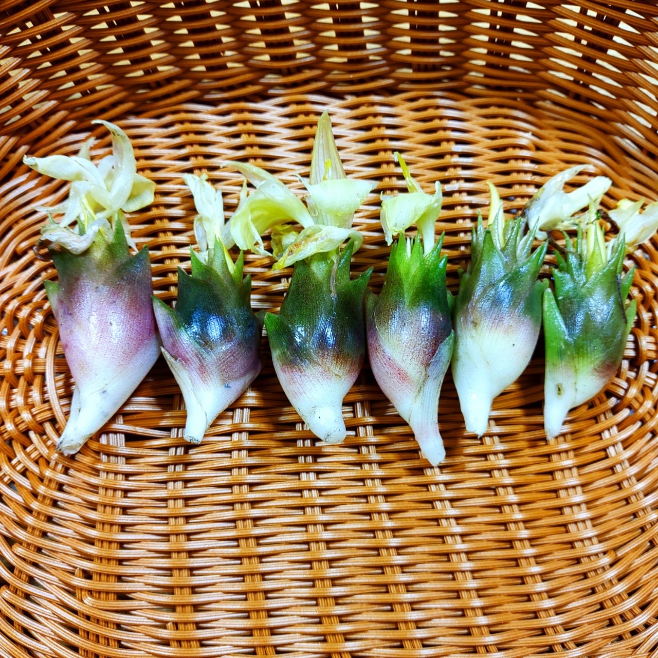 ミョウガ