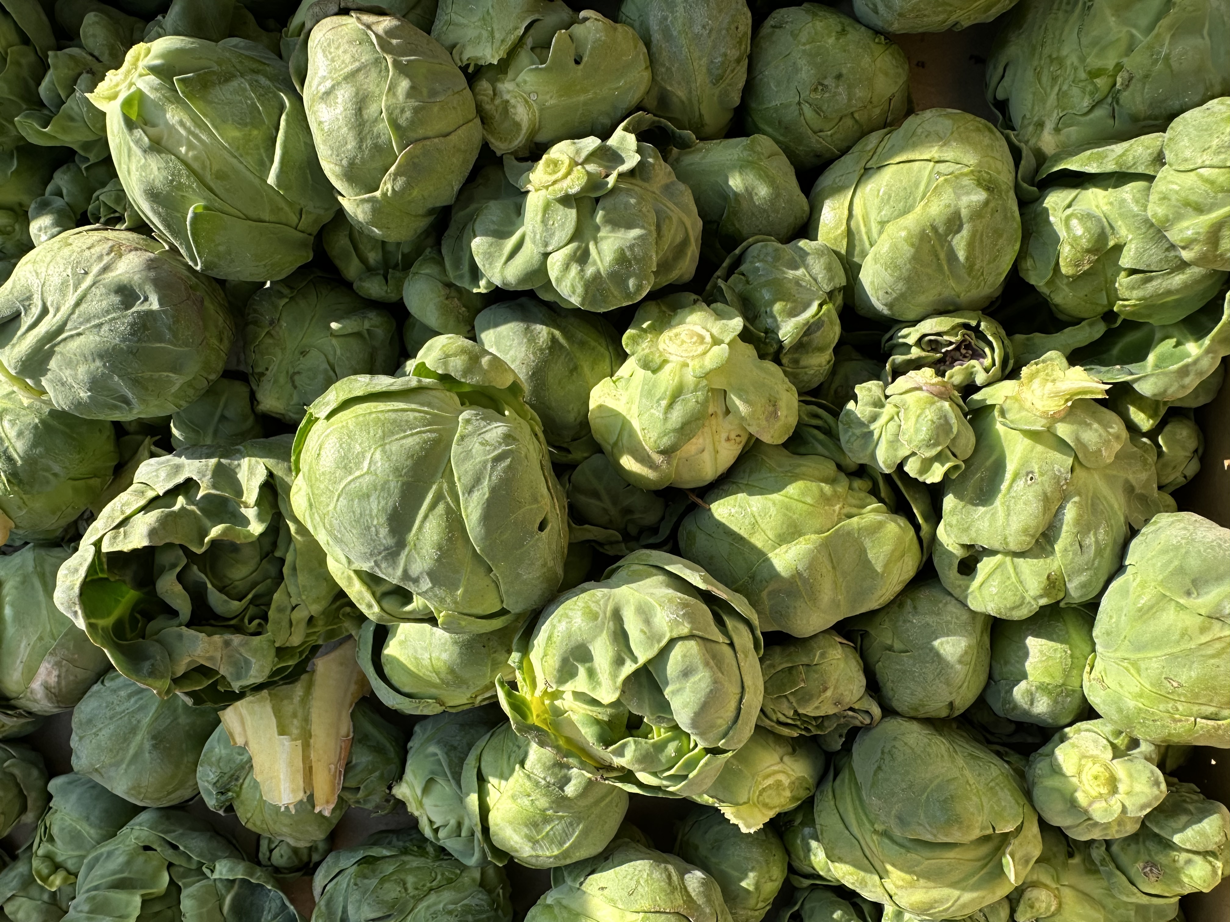 芽キャベツ収穫