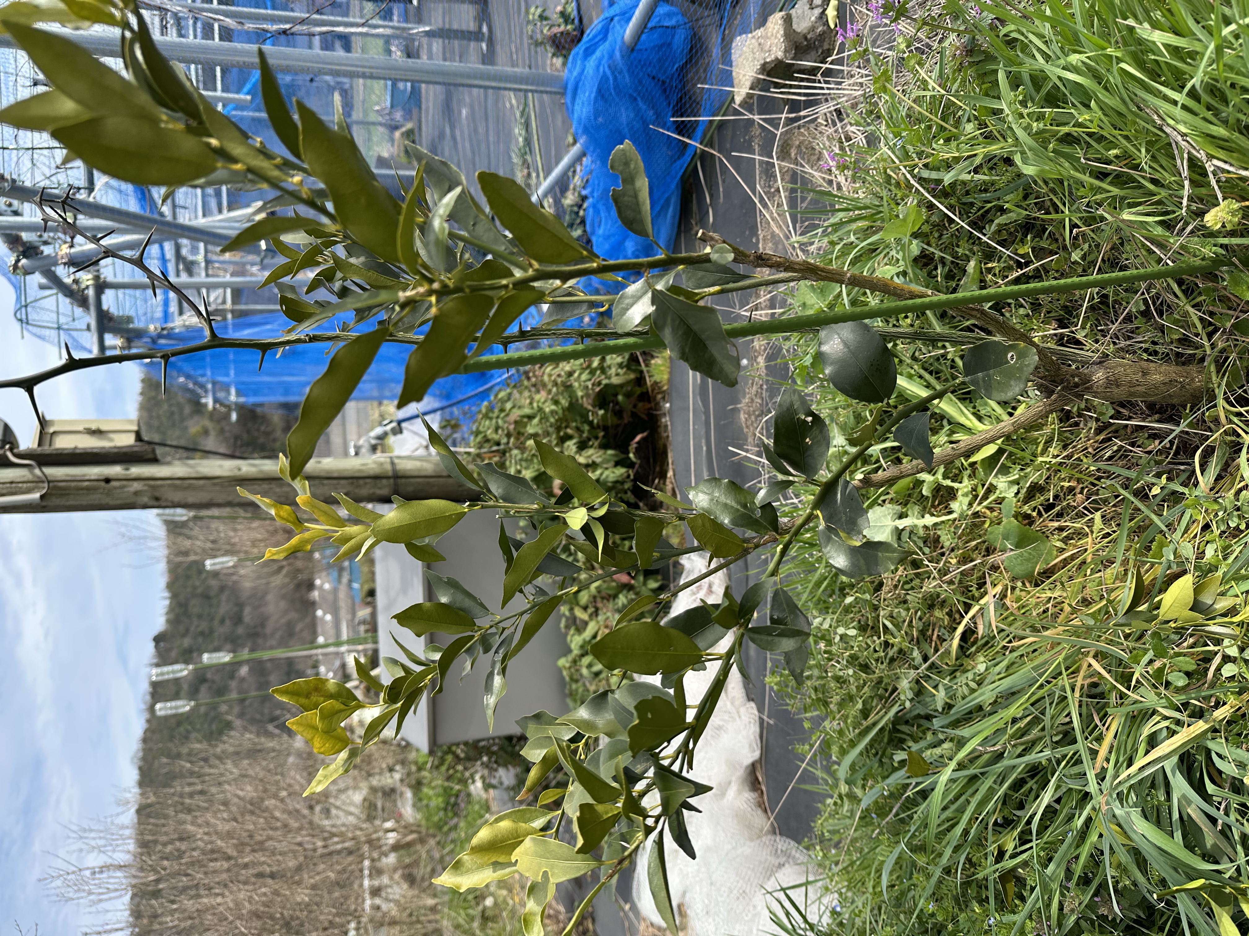 柑橘類剪定