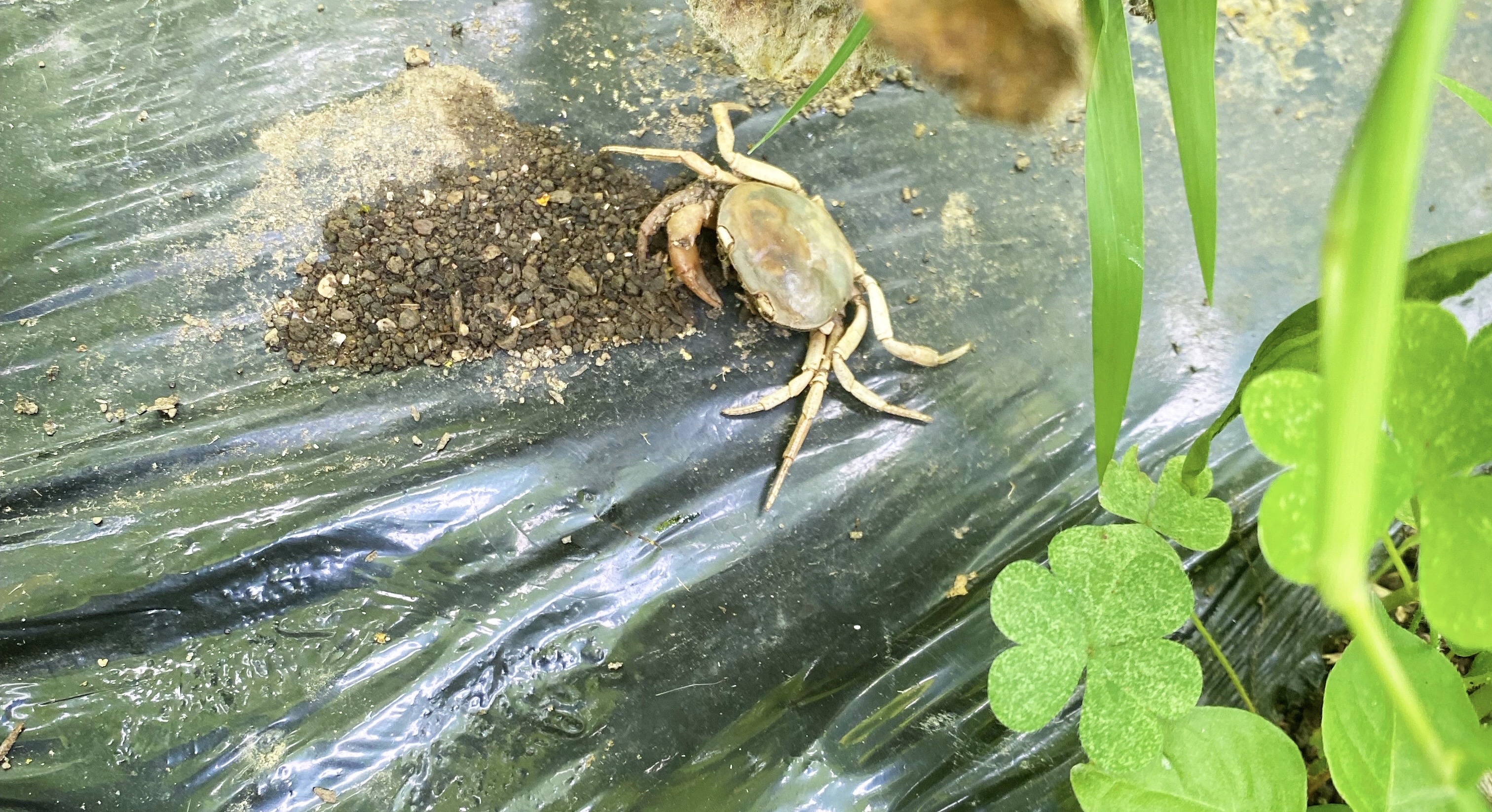 サワガニ