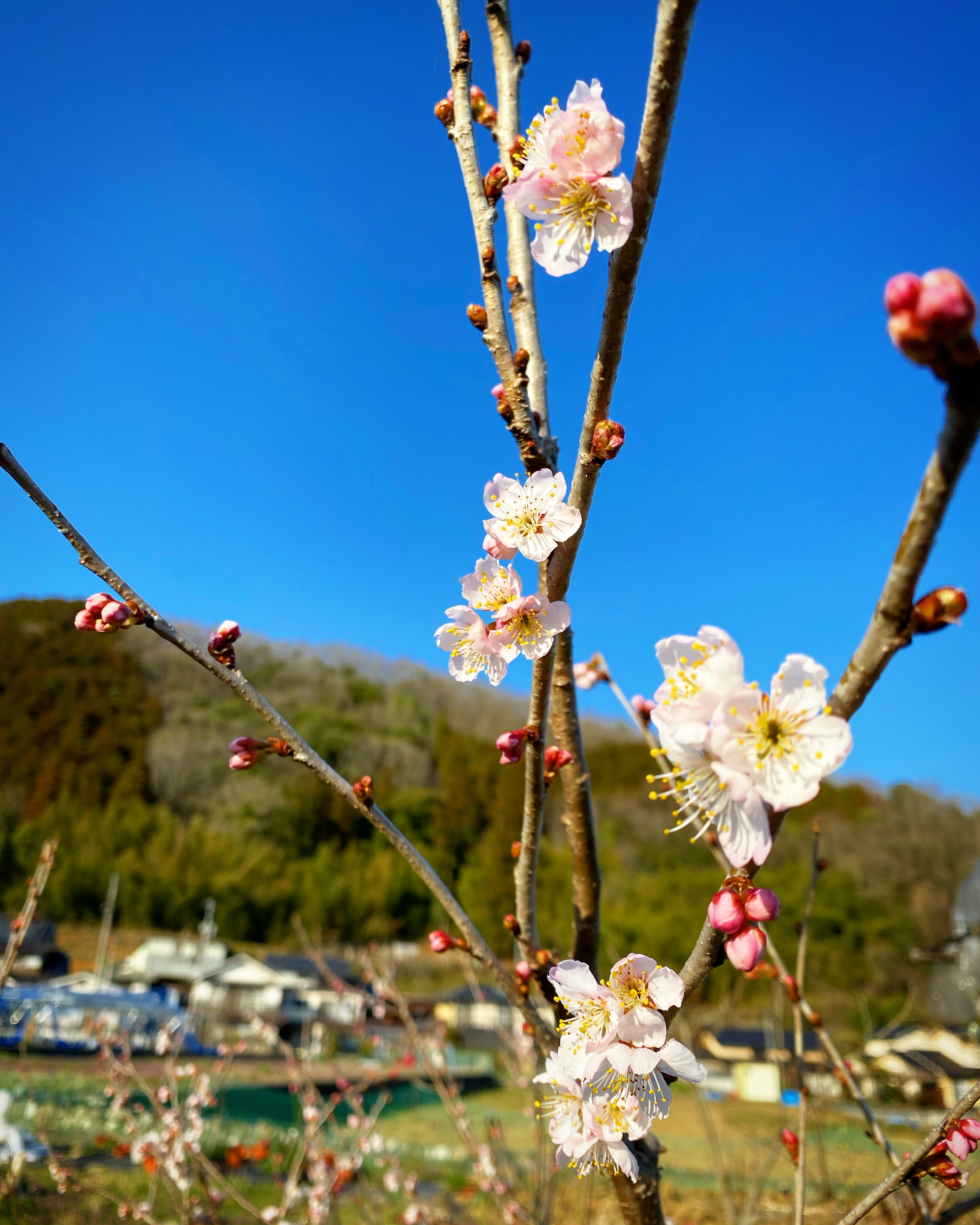 サクランボ花