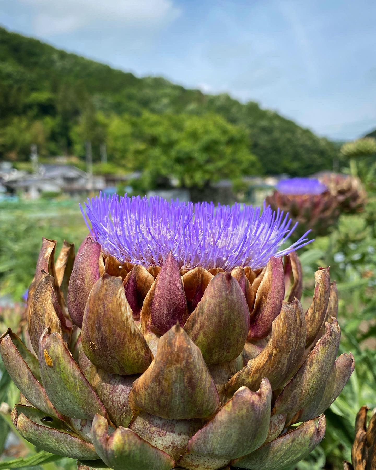 アーティーチョーク開花