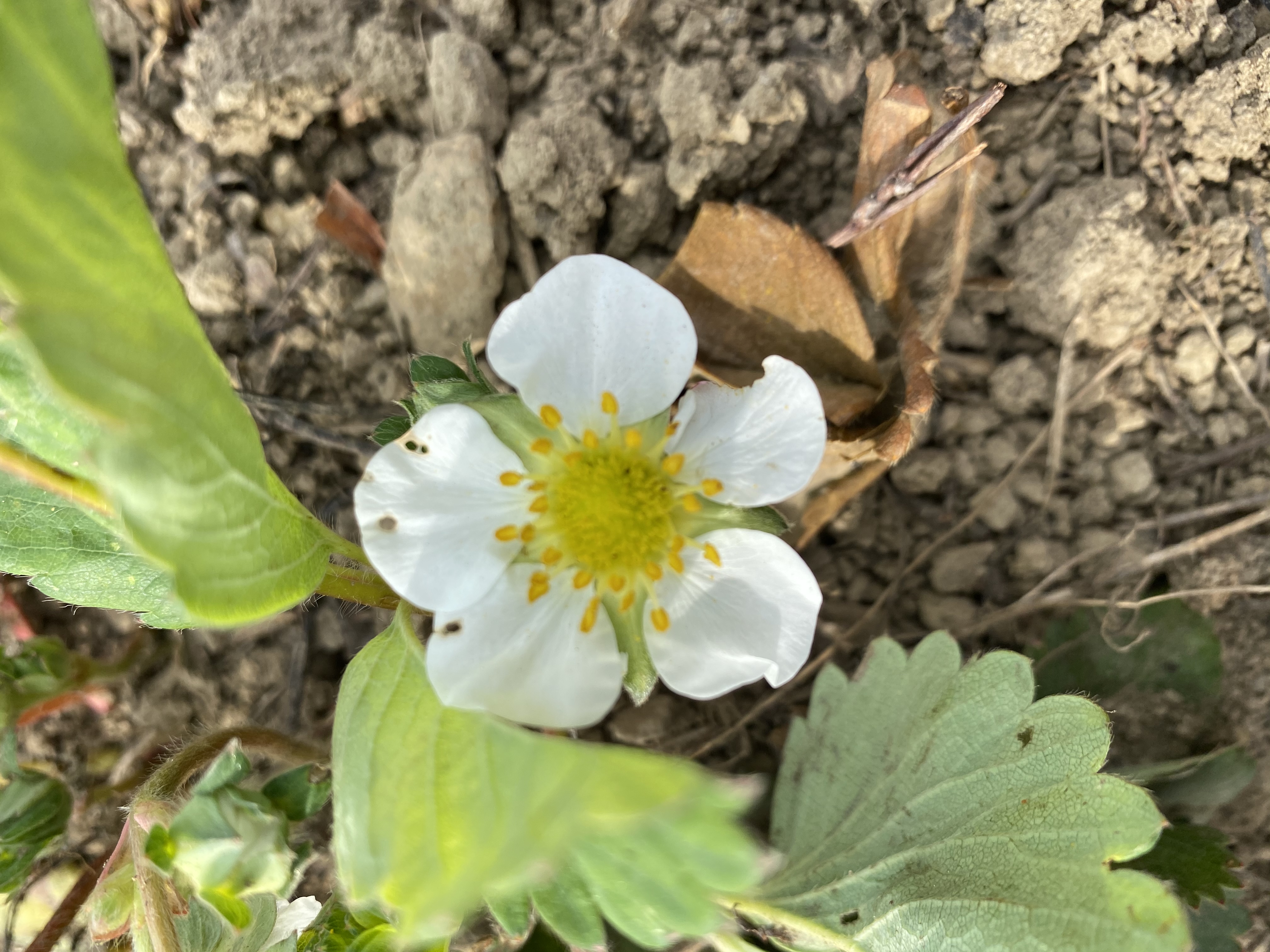 イチゴの花