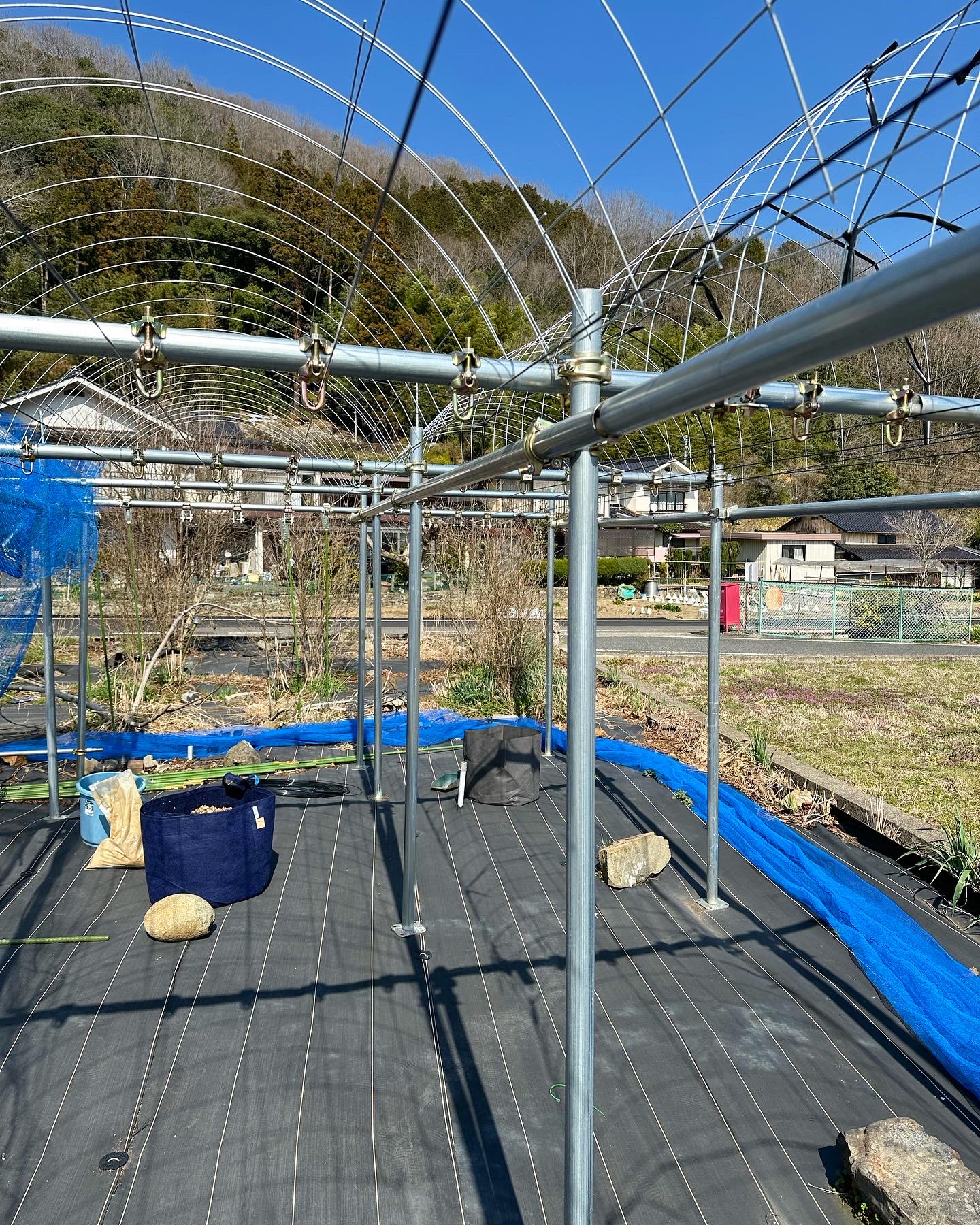 ぶどう棚