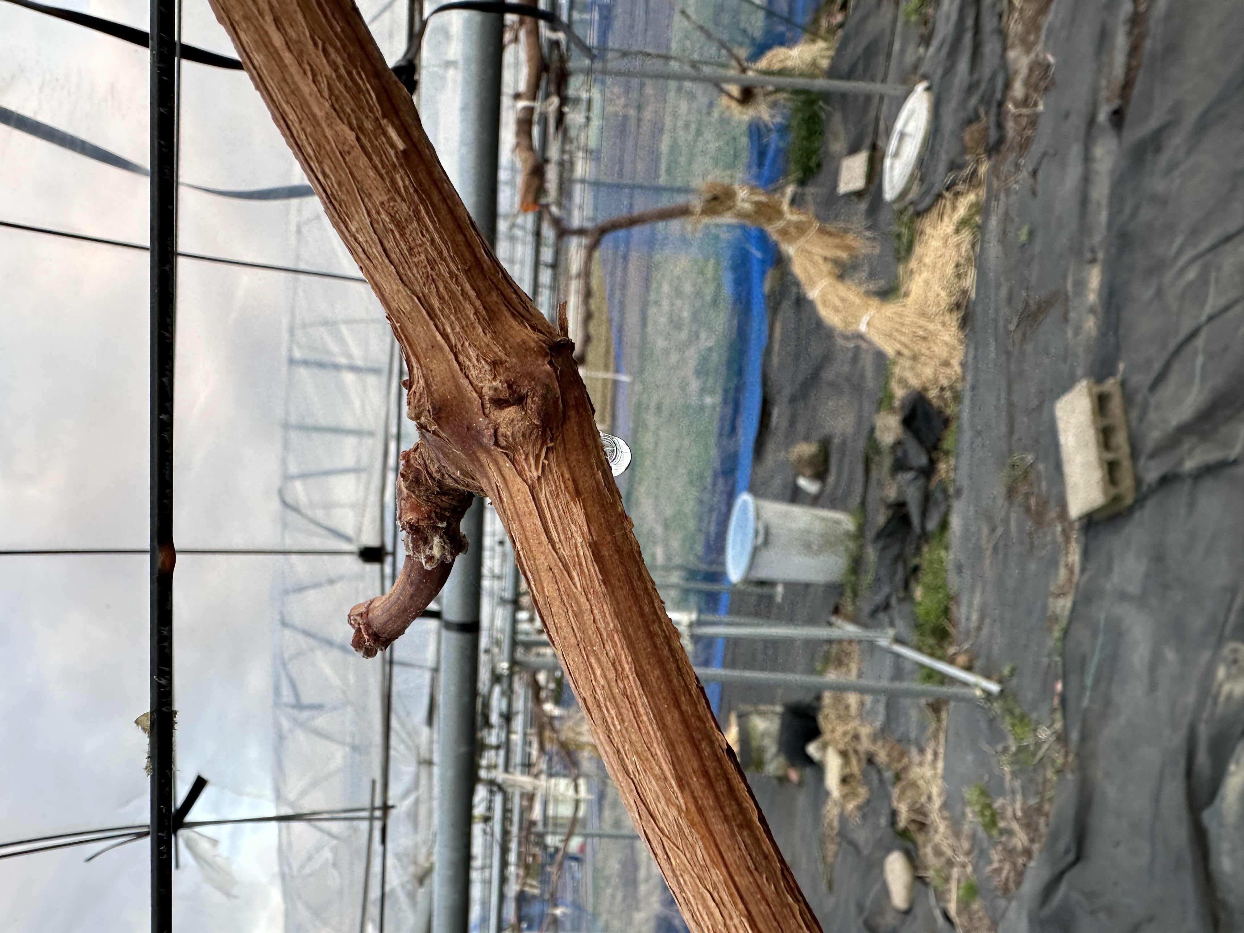 ブリージング開始！